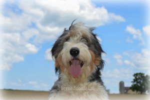 bernedoodle, bernedoodle, bernedoodle, bernedoodle, bernedoodle, bernedoodles, bernedoodle puppies Ontario, bernedoodle, bernedooodle, bernedoodle, bernedoodle, bernedoodle, bernedoodle, bernedoodles, bernedoodle puppies, bernedoodle puppy, bernedoodle breeder in Canada, bernedoodle breeder in Ontario, bernedoodles, bernedoodles for sale, bernedoodles, Willow Brooke Bernedoodles, bernadoodles, available puppies, available Bernedoodle puppies, bernedoodles British Columbia, bernedoodles Alberta, bernedoodles Ontario, bernedoodles Toronto, bernedoodles Quebec, bernedoodles Nova Scotia, bernedoodles Newfoundland, bernedoodles New Brunswick, Bernese mountain dog, labradoodles, goldendoodles, bernedoodles, swiss ridge, swiss ridge kennel, swiss ridge bernedoodles, bernadoodles, berniedoodles, bernedoodles for sale, bernedoodles, bernedoodle, bernedoodle, bernedoodle, bernedoodle, bernedoodle, bernedoodle, bernedoodles, bernedoodles, bernedoodles, bernedoodle, bernedoodle puppy, bernedoodles Toronto, bernedoodles, bernedoodles, bernedoodle, bernedoodles, bernedoodle, bernedoodle, bernedoodle, bernedoodle, bernedoodle, bernedoodle, bernedoodles, bernedoodle, bernedoodles, bernedoodles, bernedoodles, Willow Brooke Bernedoodles, available Bernedoodle puppies, Bernedoodles Canada, bernedoodle, burnadoodle, berniedoodle, bernadoodle, bernadoodle, bernedoodle, bernedoodles, Bernedoodles, Bernese Mountain Dog, Poodle, Standard Poodle, Moyan Poodle, Mini Bernedoodle, Medium Bernedoodle, Standard Bernedoodle, Bernedoodles, bernedoodle, Bernedoodle Canada, bernedoodles bernedoodles bernedoodles, bernedoodles, Willow Brooke Bernedoodles, available bernedoodles, available Bernedoodles, Bernedoodles, bernedoodles, bernedoodle, bernedoodle, bernedoodles, bernedoodle, bernedoodle, bernedoodles, bernedoodle puppy, bernedoodle, bernedoodle, bernedoodles, bernedoodles, bernedoodle, bernedoodle, bernedoodles, bernedoodle puppies, bernedoodle breeder, Ontario bernedoodle puppies, bernedoodles for sale, available bernedoodle puppies, bernedoodle litters, bernedoodles in New York, bernedoodle, bernedoodle puppy, bernedoodle puppies, bernedoodles Ontario, bernedoodle, bernadoodle, bernadoodle