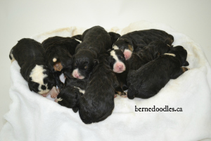 Bernedoodles, available Bernedoodle puppies, Willow Brooke Bernedoodles, Bernedoodles Ontario, bernedoodles.ca