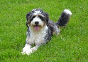 bernedoodles, bernedoodle puppies, bernedoodlees for sale, bernedoodles in canada, tri colour bernedoodles, tri colour, tri colour bernedoodles, tri colour bernedoodles, bernedoodles, bernedoodle breeders, bernedoodle breeders, bernedoodles, bernedoodles, bernedoodles. bernedoodle puppies for sale, berniedoodles, bernadoodles, bernesedoodles, bernedoodles, bernedoodles, bernedoodles, bernedoodle, bernedoodle, bernedoodle, bernedoodle, bernedoodle, bernedoodle puppies, bernedoodle breeders, bernedoodles, bernedoodle puppies, available bernedoodle puppies, available Bernedoodle puppies, tri colour bernedoodle,bernedoodle, bernedoodle, bernedoodle, bernedoodle, bernedoodles, bernedoodle puppies Ontario, bernedoodle, bernedooodle, bernedoodle, bernedoodle, bernedoodle, bernedoodle, bernedoodles, bernedoodle puppies, bernedoodle puppy, bernedoodle breeder in Canada, bernedoodle breeder in Ontario, bernedoodles, bernedoodles for sale, bernedoodles, Willow Brooke Bernedoodles, bernadoodles, available puppies, available Bernedoodle puppies, bernedoodles British Columbia, bernedoodles Alberta, bernedoodles Ontario, bernedoodles Toronto, bernedoodles Quebec, bernedoodles Nova Scotia, bernedoodles Newfoundland, bernedoodles New Brunswick, Bernese mountain dog, labradoodles, goldendoodles, bernedoodles, swiss ridge, swiss ridge kennel, swiss ridge bernedoodles, bernadoodles, berniedoodles, bernedoodles for sale, bernedoodles, bernedoodle, bernedoodle, bernedoodle, bernedoodle, bernedoodle, bernedoodle, bernedoodles, bernedoodles, bernedoodles, bernedoodle, bernedoodle puppy, bernedoodles Toronto, bernedoodles, bernedoodles, bernedoodle, bernedoodles, bernedoodle, bernedoodle, bernedoodle, bernedoodle, bernedoodle, bernedoodle, bernedoodles, bernedoodle, bernedoodles, bernedoodles, bernedoodles, Willow Brooke Bernedoodles, available Bernedoodle puppies, Bernedoodles Canada, bernedoodle, burnadoodle, berniedoodle, bernadoodle, bernadoodle, bernedoodle, bernedoodles, Bernedoodles, Bernese Mountain Dog, Poodle, Standard Poodle, Moyan Poodle, Mini Bernedoodle, Medium Bernedoodle, Standard Bernedoodle, Bernedoodles, bernedoodle, Bernedoodle Canada, bernedoodles bernedoodles bernedoodles, bernedoodles, Willow Brooke Bernedoodles, available bernedoodles, available Bernedoodles, Bernedoodles, bernedoodles, bernedoodle, bernedoodle, bernedoodles, bernedoodle, bernedoodle, bernedoodles, bernedoodle puppy, bernedoodle, bernedoodle, bernedoodles, bernedoodles, bernedoodle, bernedoodle, bernedoodles, bernedoodle puppies, bernedoodle breeder, Ontario bernedoodle puppies, bernedoodles for sale, available bernedoodle puppies, bernedoodle litters, bernedoodles in New York, bernedoodle, bernedoodle puppy, bernedoodle puppies, bernedoodles Ontario, bernedoodle, bernadoodle, bernadoodle, bernedoodles, bernedoodle puppies for sale, puppies for sale, bernedoodle, berniedoodle, bernedoodles in ontario, bernedoodles in Canada