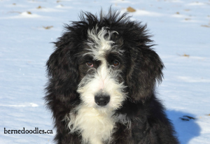 Willow- F1 Bernedoodle