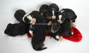 bernedoodle, bernedoodles for sale, bernedoodles, Willow Brooke Bernedoodles, bernadoodles, available puppies, available Bernedoodle puppies, bernedoodles British Columbia, bernedoodles Alberta, bernedoodles Ontario, bernedoodles Toronto, bernedoodles Quebec, bernedoodles Nova Scotia, bernedoodles Newfoundland, bernedoodles New Brunswick, Bernese mountain dog, labradoodles, goldendoodles, bernedoodles, swiss ridge, swiss ridge kennel, swiss ridge bernedoodles, bernadoodles, berniedoodles, bernedoodles for sale, bernedoodles, bernedoodle, bernedoodle, bernedoodle, bernedoodle, bernedoodle, bernedoodle, bernedoodles, bernedoodles, bernedoodles, bernedoodle, bernedoodle puppy, bernedoodles Toronto, bernedoodles, bernedoodles, bernedoodle, bernedoodles, bernedoodle, bernedoodle, bernedoodle, bernedoodle, bernedoodle, bernedoodle, bernedoodles, bernedoodle, bernedoodles, bernedoodles, bernedoodles, Willow Brooke Bernedoodles, available Bernedoodle puppies, Bernedoodles Canada, bernedoodle, burnadoodle, berniedoodle, bernadoodle, bernadoodle, bernedoodle, bernedoodles, Bernedoodles, Bernese Mountain Dog, Poodle, Standard Poodle, Moyan Poodle, Mini Bernedoodle, Medium Bernedoodle, Standard Bernedoodle, Bernedoodles, bernedoodle, Bernedoodle Canada, bernedoodles bernedoodles bernedoodles, bernedoodles, Willow Brooke Bernedoodles, available bernedoodles, available Bernedoodles, Bernedoodles, bernedoodles, bernedoodle, bernedoodle, bernedoodles