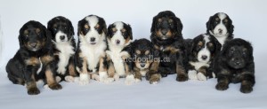 bernedoodle, bernedoodle puppy, bernedoodle breeder in Canada, bernedoodle breeder in Ontario, bernedoodles, bernedoodles for sale, bernedoodles, Willow Brooke Bernedoodles, bernadoodles, available puppies, available Bernedoodle puppies, bernedoodles British Columbia, bernedoodles Alberta, bernedoodles Ontario, bernedoodles Toronto, bernedoodles Quebec, bernedoodles Nova Scotia, bernedoodles Newfoundland, bernedoodles New Brunswick, Bernese mountain dog, labradoodles, goldendoodles, bernedoodles, swiss ridge, swiss ridge kennel, swiss ridge bernedoodles, bernadoodles, berniedoodles, bernedoodles for sale, bernedoodles, bernedoodle, bernedoodle, bernedoodle, bernedoodle, bernedoodle, bernedoodle, bernedoodles, bernedoodles, bernedoodles, bernedoodle, bernedoodle puppy, bernedoodles Toronto, bernedoodles, bernedoodles, bernedoodle, bernedoodles, bernedoodle, bernedoodle, bernedoodle, bernedoodle, bernedoodle, bernedoodle, bernedoodles, bernedoodle, bernedoodles, bernedoodles, bernedoodles, Willow Brooke Bernedoodles, available Bernedoodle puppies, Bernedoodles Canada, bernedoodle, burnadoodle, berniedoodle, bernadoodle, bernadoodle, bernedoodle, bernedoodles, Bernedoodles, Bernese Mountain Dog, Poodle, Standard Poodle, Moyan Poodle, Mini Bernedoodle, Medium Bernedoodle, Standard Bernedoodle, Bernedoodles, bernedoodle, Bernedoodle Canada, bernedoodles bernedoodles bernedoodles, bernedoodles, Willow Brooke Bernedoodles, available bernedoodles, available Bernedoodles, Bernedoodles, bernedoodles, bernedoodle, bernedoodle, bernedoodles, bernedoodle, bernedoodle, bernedoodles, bernedoodle puppy, bernedoodle, bernedoodle, bernedoodles, bernedoodles, bernedoodle, bernedoodle, bernedoodles, bernedoodle puppies, bernedoodle breeder, Ontario bernedoodle puppies, bernedoodles for sale, available bernedoodle puppies, bernedoodle litters