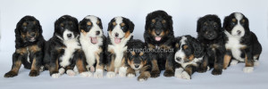 bernedoodle, bernedoodle puppy, bernedoodle breeder in Canada, bernedoodle breeder in Ontario, bernedoodles, bernedoodles for sale, bernedoodles, Willow Brooke Bernedoodles, bernadoodles, available puppies, available Bernedoodle puppies, bernedoodles British Columbia, bernedoodles Alberta, bernedoodles Ontario, bernedoodles Toronto, bernedoodles Quebec, bernedoodles Nova Scotia, bernedoodles Newfoundland, bernedoodles New Brunswick, Bernese mountain dog, labradoodles, goldendoodles, bernedoodles, swiss ridge, swiss ridge kennel, swiss ridge bernedoodles, bernadoodles, berniedoodles, bernedoodles for sale, bernedoodles, bernedoodle, bernedoodle, bernedoodle, bernedoodle, bernedoodle, bernedoodle, bernedoodles, bernedoodles, bernedoodles, bernedoodle, bernedoodle puppy, bernedoodles Toronto, bernedoodles, bernedoodles, bernedoodle, bernedoodles, bernedoodle, bernedoodle, bernedoodle, bernedoodle, bernedoodle, bernedoodle, bernedoodles, bernedoodle, bernedoodles, bernedoodles, bernedoodles, Willow Brooke Bernedoodles, available Bernedoodle puppies, Bernedoodles Canada, bernedoodle, burnadoodle, berniedoodle, bernadoodle, bernadoodle, bernedoodle, bernedoodles, Bernedoodles, Bernese Mountain Dog, Poodle, Standard Poodle, Moyan Poodle, Mini Bernedoodle, Medium Bernedoodle, Standard Bernedoodle, Bernedoodles, bernedoodle, Bernedoodle Canada, bernedoodles bernedoodles bernedoodles, bernedoodles, Willow Brooke Bernedoodles, available bernedoodles, available Bernedoodles, Bernedoodles, bernedoodles, bernedoodle, bernedoodle, bernedoodles, bernedoodle, bernedoodle, bernedoodles, bernedoodle puppy, bernedoodle, bernedoodle, bernedoodles, bernedoodles, bernedoodle, bernedoodle, bernedoodles, bernedoodle puppies, bernedoodle breeder, Ontario bernedoodle puppies, bernedoodles for sale, available bernedoodle puppies, bernedoodle litters