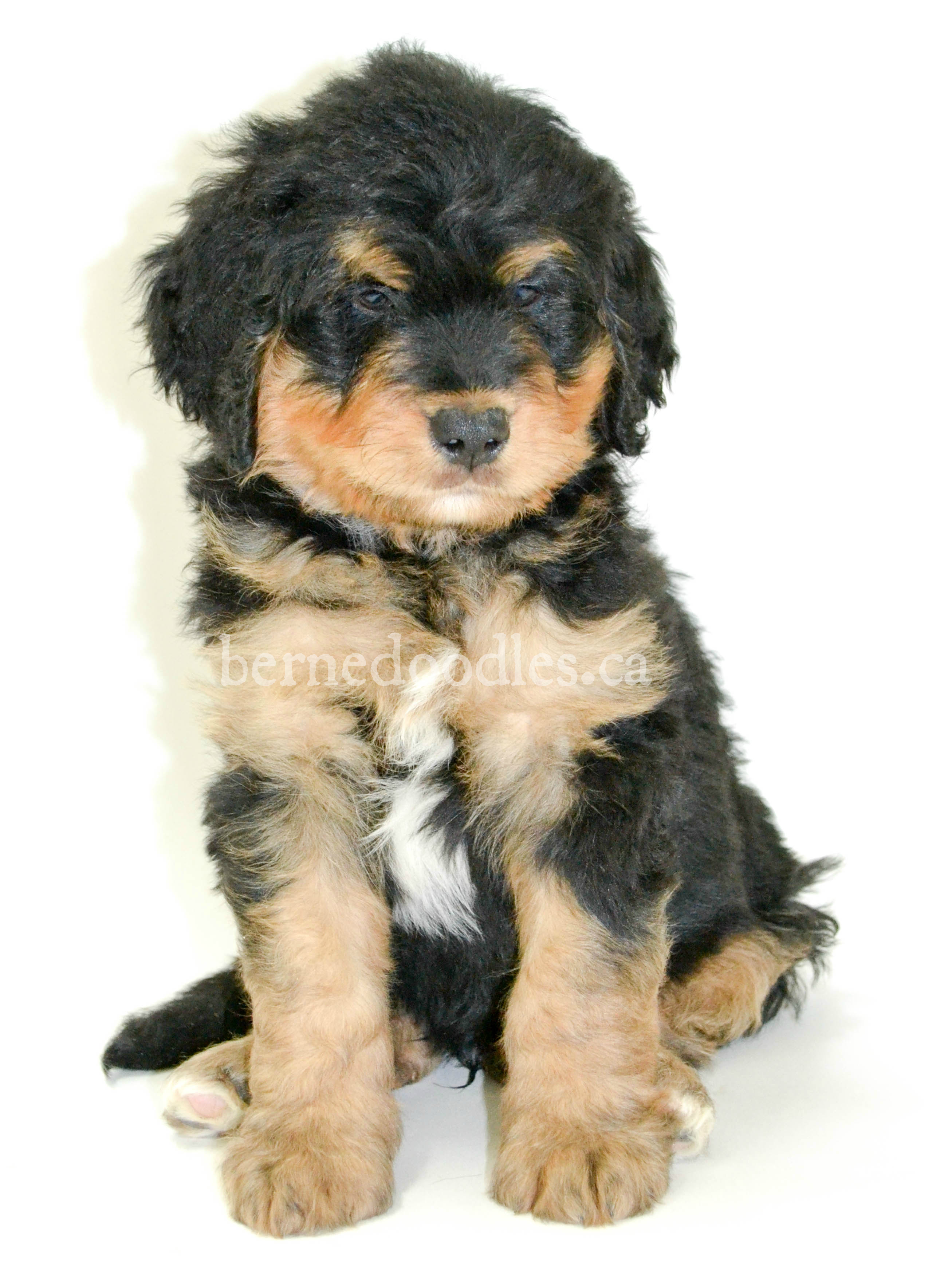 Willow hot sale brooke bernedoodles