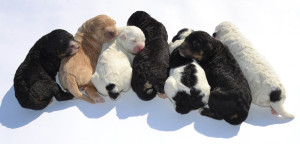 bernedoodle, bernedoodle, bernedoodle, bernedoodle, bernedoodle, bernedoodles, bernedoodle puppies Ontario, bernedoodle, bernedooodle, bernedoodle, bernedoodle, bernedoodle, bernedoodle, bernedoodles, bernedoodle puppies, bernedoodle puppy, bernedoodle breeder in Canada, bernedoodle breeder in Ontario, bernedoodles, bernedoodles for sale, bernedoodles, Willow Brooke Bernedoodles, bernadoodles, available puppies, available Bernedoodle puppies, bernedoodles British Columbia, bernedoodles Alberta, bernedoodles Ontario, bernedoodles Toronto, bernedoodles Quebec, bernedoodles Nova Scotia, bernedoodles Newfoundland, bernedoodles New Brunswick, Bernese mountain dog, labradoodles, goldendoodles, bernedoodles, swiss ridge, swiss ridge kennel, swiss ridge bernedoodles, bernadoodles, berniedoodles, bernedoodles for sale, bernedoodles, bernedoodle, bernedoodle, bernedoodle, bernedoodle, bernedoodle, bernedoodle, bernedoodles, bernedoodles, bernedoodles, bernedoodle, bernedoodle puppy, bernedoodles Toronto, bernedoodles, bernedoodles, bernedoodle, bernedoodles, bernedoodle, bernedoodle, bernedoodle, bernedoodle, bernedoodle, bernedoodle, bernedoodles, bernedoodle, bernedoodles, bernedoodles, bernedoodles, Willow Brooke Bernedoodles, available Bernedoodle puppies, Bernedoodles Canada, bernedoodle, burnadoodle, berniedoodle, bernadoodle, bernadoodle, bernedoodle, bernedoodles, Bernedoodles, Bernese Mountain Dog, Poodle, Standard Poodle, Moyan Poodle, Mini Bernedoodle, Medium Bernedoodle, Standard Bernedoodle, Bernedoodles, bernedoodle, Bernedoodle Canada, bernedoodles bernedoodles bernedoodles, bernedoodles, Willow Brooke Bernedoodles, available bernedoodles, available Bernedoodles, Bernedoodles, bernedoodles, bernedoodle, bernedoodle, bernedoodles, bernedoodle, bernedoodle, bernedoodles, bernedoodle puppy, bernedoodle, bernedoodle, bernedoodles, bernedoodles, bernedoodle, bernedoodle, bernedoodles, bernedoodle puppies, bernedoodle breeder, Ontario bernedoodle puppies, bernedoodles for sale, available bernedoodle puppies, bernedoodle litters, bernedoodles in New York, bernedoodle, bernedoodle puppy, bernedoodle puppies, bernedoodles Ontario, bernedoodle, bernadoodle, bernadoodle