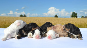 bernedoodle, bernedoodle, bernedoodle, bernedoodle, bernedoodle, bernedoodles, bernedoodle puppies Ontario, bernedoodle, bernedooodle, bernedoodle, bernedoodle, bernedoodle, bernedoodle, bernedoodles, bernedoodle puppies, bernedoodle puppy, bernedoodle breeder in Canada, bernedoodle breeder in Ontario, bernedoodles, bernedoodles for sale, bernedoodles, Willow Brooke Bernedoodles, bernadoodles, available puppies, available Bernedoodle puppies, bernedoodles British Columbia, bernedoodles Alberta, bernedoodles Ontario, bernedoodles Toronto, bernedoodles Quebec, bernedoodles Nova Scotia, bernedoodles Newfoundland, bernedoodles New Brunswick, Bernese mountain dog, labradoodles, goldendoodles, bernedoodles, swiss ridge, swiss ridge kennel, swiss ridge bernedoodles, bernadoodles, berniedoodles, bernedoodles for sale, bernedoodles, bernedoodle, bernedoodle, bernedoodle, bernedoodle, bernedoodle, bernedoodle, bernedoodles, bernedoodles, bernedoodles, bernedoodle, bernedoodle puppy, bernedoodles Toronto, bernedoodles, bernedoodles, bernedoodle, bernedoodles, bernedoodle, bernedoodle, bernedoodle, bernedoodle, bernedoodle, bernedoodle, bernedoodles, bernedoodle, bernedoodles, bernedoodles, bernedoodles, Willow Brooke Bernedoodles, available Bernedoodle puppies, Bernedoodles Canada, bernedoodle, burnadoodle, berniedoodle, bernadoodle, bernadoodle, bernedoodle, bernedoodles, Bernedoodles, Bernese Mountain Dog, Poodle, Standard Poodle, Moyan Poodle, Mini Bernedoodle, Medium Bernedoodle, Standard Bernedoodle, Bernedoodles, bernedoodle, Bernedoodle Canada, bernedoodles bernedoodles bernedoodles, bernedoodles, Willow Brooke Bernedoodles, available bernedoodles, available Bernedoodles, Bernedoodles, bernedoodles, bernedoodle, bernedoodle, bernedoodles, bernedoodle, bernedoodle, bernedoodles, bernedoodle puppy, bernedoodle, bernedoodle, bernedoodles, bernedoodles, bernedoodle, bernedoodle, bernedoodles, bernedoodle puppies, bernedoodle breeder, Ontario bernedoodle puppies, bernedoodles for sale, available bernedoodle puppies, bernedoodle litters, bernedoodles in New York, bernedoodle, bernedoodle puppy, bernedoodle puppies, bernedoodles Ontario, bernedoodle, bernadoodle, bernadoodle