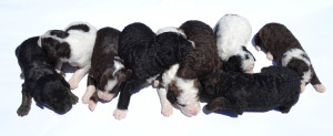 bernedoodle, bernedoodle puppy, bernedoodle breeder in Canada, bernedoodle breeder in Ontario, bernedoodles, bernedoodles for sale, bernedoodles, Willow Brooke Bernedoodles, bernadoodles, available puppies, available Bernedoodle puppies, bernedoodles British Columbia, bernedoodles Alberta, bernedoodles Ontario, bernedoodles Toronto, bernedoodles Quebec, bernedoodles Nova Scotia, bernedoodles Newfoundland, bernedoodles New Brunswick, Bernese mountain dog, labradoodles, goldendoodles, bernedoodles, swiss ridge, swiss ridge kennel, swiss ridge bernedoodles, bernadoodles, berniedoodles, bernedoodles for sale, bernedoodles, bernedoodle, bernedoodle, bernedoodle, bernedoodle, bernedoodle, bernedoodle, bernedoodles, bernedoodles, bernedoodles, bernedoodle, bernedoodle puppy, bernedoodles Toronto, bernedoodles, bernedoodles, bernedoodle, bernedoodles, bernedoodle, bernedoodle, bernedoodle, bernedoodle, bernedoodle, bernedoodle, bernedoodles, bernedoodle, bernedoodles, bernedoodles, bernedoodles, Willow Brooke Bernedoodles, available Bernedoodle puppies, Bernedoodles Canada, bernedoodle, burnadoodle, berniedoodle, bernadoodle, bernadoodle, bernedoodle, bernedoodles, Bernedoodles, Bernese Mountain Dog, Poodle, Standard Poodle, Moyan Poodle, Mini Bernedoodle, Medium Bernedoodle, Standard Bernedoodle, Bernedoodles, bernedoodle, Bernedoodle Canada, bernedoodles bernedoodles bernedoodles, bernedoodles, Willow Brooke Bernedoodles, available bernedoodles, available Bernedoodles, Bernedoodles, bernedoodles, bernedoodle, bernedoodle, bernedoodles, bernedoodle, bernedoodle, bernedoodles, bernedoodle puppy, bernedoodle, bernedoodle, bernedoodles, bernedoodles, bernedoodle, bernedoodle, bernedoodles, bernedoodle puppies, bernedoodle breeder, Ontario bernedoodle puppies, bernedoodles for sale, available bernedoodle puppies, bernedoodle litters, bernedoodles in New York