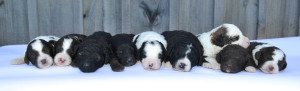 bernedoodle, bernedoodle puppy, bernedoodle breeder in Canada, bernedoodle breeder in Ontario, bernedoodles, bernedoodles for sale, bernedoodles, Willow Brooke Bernedoodles, bernadoodles, available puppies, available Bernedoodle puppies, bernedoodles British Columbia, bernedoodles Alberta, bernedoodles Ontario, bernedoodles Toronto, bernedoodles Quebec, bernedoodles Nova Scotia, bernedoodles Newfoundland, bernedoodles New Brunswick, Bernese mountain dog, labradoodles, goldendoodles, bernedoodles, swiss ridge, swiss ridge kennel, swiss ridge bernedoodles, bernadoodles, berniedoodles, bernedoodles for sale, bernedoodles, bernedoodle, bernedoodle, bernedoodle, bernedoodle, bernedoodle, bernedoodle, bernedoodles, bernedoodles, bernedoodles, bernedoodle, bernedoodle puppy, bernedoodles Toronto, bernedoodles, bernedoodles, bernedoodle, bernedoodles, bernedoodle, bernedoodle, bernedoodle, bernedoodle, bernedoodle, bernedoodle, bernedoodles, bernedoodle, bernedoodles, bernedoodles, bernedoodles, Willow Brooke Bernedoodles, available Bernedoodle puppies, Bernedoodles Canada, bernedoodle, burnadoodle, berniedoodle, bernadoodle, bernadoodle, bernedoodle, bernedoodles, Bernedoodles, Bernese Mountain Dog, Poodle, Standard Poodle, Moyan Poodle, Mini Bernedoodle, Medium Bernedoodle, Standard Bernedoodle, Bernedoodles, bernedoodle, Bernedoodle Canada, bernedoodles bernedoodles bernedoodles, bernedoodles, Willow Brooke Bernedoodles, available bernedoodles, available Bernedoodles, Bernedoodles, bernedoodles, bernedoodle, bernedoodle, bernedoodles, bernedoodle, bernedoodle, bernedoodles, bernedoodle puppy, bernedoodle, bernedoodle, bernedoodles, bernedoodles, bernedoodle, bernedoodle, bernedoodles, bernedoodle puppies, bernedoodle breeder, Ontario bernedoodle puppies, bernedoodles for sale, available bernedoodle puppies, bernedoodle litters, bernedoodles in New York