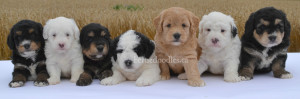 bernedoodle, bernedoodle puppies, bernedoodle breeders, bernedoodles, bernedoodle puppies, available bernedoodle puppies, available Bernedoodle puppies, tri colour bernedoodle,bernedoodle, bernedoodle, bernedoodle, bernedoodle, bernedoodles, bernedoodle puppies Ontario, bernedoodle, bernedooodle, bernedoodle, bernedoodle, bernedoodle, bernedoodle, bernedoodles, bernedoodle puppies, bernedoodle puppy, bernedoodle breeder in Canada, bernedoodle breeder in Ontario, bernedoodles, bernedoodles for sale, bernedoodles, Willow Brooke Bernedoodles, bernadoodles, available puppies, available Bernedoodle puppies, bernedoodles British Columbia, bernedoodles Alberta, bernedoodles Ontario, bernedoodles Toronto, bernedoodles Quebec, bernedoodles Nova Scotia, bernedoodles Newfoundland, bernedoodles New Brunswick, Bernese mountain dog, labradoodles, goldendoodles, bernedoodles, swiss ridge, swiss ridge kennel, swiss ridge bernedoodles, bernadoodles, berniedoodles, bernedoodles for sale, bernedoodles, bernedoodle, bernedoodle, bernedoodle, bernedoodle, bernedoodle, bernedoodle, bernedoodles, bernedoodles, bernedoodles, bernedoodle, bernedoodle puppy, bernedoodles Toronto, bernedoodles, bernedoodles, bernedoodle, bernedoodles, bernedoodle, bernedoodle, bernedoodle, bernedoodle, bernedoodle, bernedoodle, bernedoodles, bernedoodle, bernedoodles, bernedoodles, bernedoodles, Willow Brooke Bernedoodles, available Bernedoodle puppies, Bernedoodles Canada, bernedoodle, burnadoodle, berniedoodle, bernadoodle, bernadoodle, bernedoodle, bernedoodles, Bernedoodles, Bernese Mountain Dog, Poodle, Standard Poodle, Moyan Poodle, Mini Bernedoodle, Medium Bernedoodle, Standard Bernedoodle, Bernedoodles, bernedoodle, Bernedoodle Canada, bernedoodles bernedoodles bernedoodles, bernedoodles, Willow Brooke Bernedoodles, available bernedoodles, available Bernedoodles, Bernedoodles, bernedoodles, bernedoodle, bernedoodle, bernedoodles, bernedoodle, bernedoodle, bernedoodles, bernedoodle puppy, bernedoodle, bernedoodle, bernedoodles, bernedoodles, bernedoodle, bernedoodle, bernedoodles, bernedoodle puppies, bernedoodle breeder, Ontario bernedoodle puppies, bernedoodles for sale, available bernedoodle puppies, bernedoodle litters, bernedoodles in New York, bernedoodle, bernedoodle puppy, bernedoodle puppies, bernedoodles Ontario, bernedoodle, bernadoodle, bernadoodle