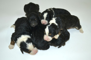 bernedoodle, bernedoodle puppies, bernedoodle breeders, bernedoodles, bernedoodle puppies, available bernedoodle puppies, available Bernedoodle puppies, tri colour bernedoodle,bernedoodle, bernedoodle, bernedoodle, bernedoodle, bernedoodles, bernedoodle puppies Ontario, bernedoodle, bernedooodle, bernedoodle, bernedoodle, bernedoodle, bernedoodle, bernedoodles, bernedoodle puppies, bernedoodle puppy, bernedoodle breeder in Canada, bernedoodle breeder in Ontario, bernedoodles, bernedoodles for sale, bernedoodles, Willow Brooke Bernedoodles, bernadoodles, available puppies, available Bernedoodle puppies, bernedoodles British Columbia, bernedoodles Alberta, bernedoodles Ontario, bernedoodles Toronto, bernedoodles Quebec, bernedoodles Nova Scotia, bernedoodles Newfoundland, bernedoodles New Brunswick, Bernese mountain dog, labradoodles, goldendoodles, bernedoodles, swiss ridge, swiss ridge kennel, swiss ridge bernedoodles, bernadoodles, berniedoodles, bernedoodles for sale, bernedoodles, bernedoodle, bernedoodle, bernedoodle, bernedoodle, bernedoodle, bernedoodle, bernedoodles, bernedoodles, bernedoodles, bernedoodle, bernedoodle puppy, bernedoodles Toronto, bernedoodles, bernedoodles, bernedoodle, bernedoodles, bernedoodle, bernedoodle, bernedoodle, bernedoodle, bernedoodle, bernedoodle, bernedoodles, bernedoodle, bernedoodles, bernedoodles, bernedoodles, Willow Brooke Bernedoodles, available Bernedoodle puppies, Bernedoodles Canada, bernedoodle, burnadoodle, berniedoodle, bernadoodle, bernadoodle, bernedoodle, bernedoodles, Bernedoodles, Bernese Mountain Dog, Poodle, Standard Poodle, Moyan Poodle, Mini Bernedoodle, Medium Bernedoodle, Standard Bernedoodle, Bernedoodles, bernedoodle, Bernedoodle Canada, bernedoodles bernedoodles bernedoodles, bernedoodles, Willow Brooke Bernedoodles, available bernedoodles, available Bernedoodles, Bernedoodles, bernedoodles, bernedoodle, bernedoodle, bernedoodles, bernedoodle, bernedoodle, bernedoodles, bernedoodle puppy, bernedoodle, bernedoodle, bernedoodles, bernedoodles, bernedoodle, bernedoodle, bernedoodles, bernedoodle puppies, bernedoodle breeder, Ontario bernedoodle puppies, bernedoodles for sale, available bernedoodle puppies, bernedoodle litters, bernedoodles in New York, bernedoodle, bernedoodle puppy, bernedoodle puppies, bernedoodles Ontario, bernedoodle, bernadoodle, bernadoodle