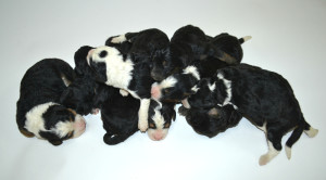 bernedoodle, bernedoodle puppies, bernedoodle breeders, bernedoodles, bernedoodle puppies, available bernedoodle puppies, available Bernedoodle puppies, tri colour bernedoodle,bernedoodle, bernedoodle, bernedoodle, bernedoodle, bernedoodles, bernedoodle puppies Ontario, bernedoodle, bernedooodle, bernedoodle, bernedoodle, bernedoodle, bernedoodle, bernedoodles, bernedoodle puppies, bernedoodle puppy, bernedoodle breeder in Canada, bernedoodle breeder in Ontario, bernedoodles, bernedoodles for sale, bernedoodles, Willow Brooke Bernedoodles, bernadoodles, available puppies, available Bernedoodle puppies, bernedoodles British Columbia, bernedoodles Alberta, bernedoodles Ontario, bernedoodles Toronto, bernedoodles Quebec, bernedoodles Nova Scotia, bernedoodles Newfoundland, bernedoodles New Brunswick, Bernese mountain dog, labradoodles, goldendoodles, bernedoodles, swiss ridge, swiss ridge kennel, swiss ridge bernedoodles, bernadoodles, berniedoodles, bernedoodles for sale, bernedoodles, bernedoodle, bernedoodle, bernedoodle, bernedoodle, bernedoodle, bernedoodle, bernedoodles, bernedoodles, bernedoodles, bernedoodle, bernedoodle puppy, bernedoodles Toronto, bernedoodles, bernedoodles, bernedoodle, bernedoodles, bernedoodle, bernedoodle, bernedoodle, bernedoodle, bernedoodle, bernedoodle, bernedoodles, bernedoodle, bernedoodles, bernedoodles, bernedoodles, Willow Brooke Bernedoodles, available Bernedoodle puppies, Bernedoodles Canada, bernedoodle, burnadoodle, berniedoodle, bernadoodle, bernadoodle, bernedoodle, bernedoodles, Bernedoodles, Bernese Mountain Dog, Poodle, Standard Poodle, Moyan Poodle, Mini Bernedoodle, Medium Bernedoodle, Standard Bernedoodle, Bernedoodles, bernedoodle, Bernedoodle Canada, bernedoodles bernedoodles bernedoodles, bernedoodles, Willow Brooke Bernedoodles, available bernedoodles, available Bernedoodles, Bernedoodles, bernedoodles, bernedoodle, bernedoodle, bernedoodles, bernedoodle, bernedoodle, bernedoodles, bernedoodle puppy, bernedoodle, bernedoodle, bernedoodles, bernedoodles, bernedoodle, bernedoodle, bernedoodles, bernedoodle puppies, bernedoodle breeder, Ontario bernedoodle puppies, bernedoodles for sale, available bernedoodle puppies, bernedoodle litters, bernedoodles in New York, bernedoodle, bernedoodle puppy, bernedoodle puppies, bernedoodles Ontario, bernedoodle, bernadoodle, bernadoodle