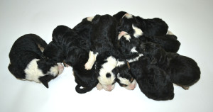 bernedoodle, bernedoodle puppies, bernedoodle breeders, bernedoodles, bernedoodle puppies, available bernedoodle puppies, available Bernedoodle puppies, tri colour bernedoodle,bernedoodle, bernedoodle, bernedoodle, bernedoodle, bernedoodles, bernedoodle puppies Ontario, bernedoodle, bernedooodle, bernedoodle, bernedoodle, bernedoodle, bernedoodle, bernedoodles, bernedoodle puppies, bernedoodle puppy, bernedoodle breeder in Canada, bernedoodle breeder in Ontario, bernedoodles, bernedoodles for sale, bernedoodles, Willow Brooke Bernedoodles, bernadoodles, available puppies, available Bernedoodle puppies, bernedoodles British Columbia, bernedoodles Alberta, bernedoodles Ontario, bernedoodles Toronto, bernedoodles Quebec, bernedoodles Nova Scotia, bernedoodles Newfoundland, bernedoodles New Brunswick, Bernese mountain dog, labradoodles, goldendoodles, bernedoodles, swiss ridge, swiss ridge kennel, swiss ridge bernedoodles, bernadoodles, berniedoodles, bernedoodles for sale, bernedoodles, bernedoodle, bernedoodle, bernedoodle, bernedoodle, bernedoodle, bernedoodle, bernedoodles, bernedoodles, bernedoodles, bernedoodle, bernedoodle puppy, bernedoodles Toronto, bernedoodles, bernedoodles, bernedoodle, bernedoodles, bernedoodle, bernedoodle, bernedoodle, bernedoodle, bernedoodle, bernedoodle, bernedoodles, bernedoodle, bernedoodles, bernedoodles, bernedoodles, Willow Brooke Bernedoodles, available Bernedoodle puppies, Bernedoodles Canada, bernedoodle, burnadoodle, berniedoodle, bernadoodle, bernadoodle, bernedoodle, bernedoodles, Bernedoodles, Bernese Mountain Dog, Poodle, Standard Poodle, Moyan Poodle, Mini Bernedoodle, Medium Bernedoodle, Standard Bernedoodle, Bernedoodles, bernedoodle, Bernedoodle Canada, bernedoodles bernedoodles bernedoodles, bernedoodles, Willow Brooke Bernedoodles, available bernedoodles, available Bernedoodles, Bernedoodles, bernedoodles, bernedoodle, bernedoodle, bernedoodles, bernedoodle, bernedoodle, bernedoodles, bernedoodle puppy, bernedoodle, bernedoodle, bernedoodles, bernedoodles, bernedoodle, bernedoodle, bernedoodles, bernedoodle puppies, bernedoodle breeder, Ontario bernedoodle puppies, bernedoodles for sale, available bernedoodle puppies, bernedoodle litters, bernedoodles in New York, bernedoodle, bernedoodle puppy, bernedoodle puppies, bernedoodles Ontario, bernedoodle, bernadoodle, bernadoodle