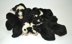 bernedoodle, bernedoodle puppies, bernedoodle breeders, bernedoodles, bernedoodle puppies, available bernedoodle puppies, available Bernedoodle puppies, tri colour bernedoodle,bernedoodle, bernedoodle, bernedoodle, bernedoodle, bernedoodles, bernedoodle puppies Ontario, bernedoodle, bernedooodle, bernedoodle, bernedoodle, bernedoodle, bernedoodle, bernedoodles, bernedoodle puppies, bernedoodle puppy, bernedoodle breeder in Canada, bernedoodle breeder in Ontario, bernedoodles, bernedoodles for sale, bernedoodles, Willow Brooke Bernedoodles, bernadoodles, available puppies, available Bernedoodle puppies, bernedoodles British Columbia, bernedoodles Alberta, bernedoodles Ontario, bernedoodles Toronto, bernedoodles Quebec, bernedoodles Nova Scotia, bernedoodles Newfoundland, bernedoodles New Brunswick, Bernese mountain dog, labradoodles, goldendoodles, bernedoodles, swiss ridge, swiss ridge kennel, swiss ridge bernedoodles, bernadoodles, berniedoodles, bernedoodles for sale, bernedoodles, bernedoodle, bernedoodle, bernedoodle, bernedoodle, bernedoodle, bernedoodle, bernedoodles, bernedoodles, bernedoodles, bernedoodle, bernedoodle puppy, bernedoodles Toronto, bernedoodles, bernedoodles, bernedoodle, bernedoodles, bernedoodle, bernedoodle, bernedoodle, bernedoodle, bernedoodle, bernedoodle, bernedoodles, bernedoodle, bernedoodles, bernedoodles, bernedoodles, Willow Brooke Bernedoodles, available Bernedoodle puppies, Bernedoodles Canada, bernedoodle, burnadoodle, berniedoodle, bernadoodle, bernadoodle, bernedoodle, bernedoodles, Bernedoodles, Bernese Mountain Dog, Poodle, Standard Poodle, Moyan Poodle, Mini Bernedoodle, Medium Bernedoodle, Standard Bernedoodle, Bernedoodles, bernedoodle, Bernedoodle Canada, bernedoodles bernedoodles bernedoodles, bernedoodles, Willow Brooke Bernedoodles, available bernedoodles, available Bernedoodles, Bernedoodles, bernedoodles, bernedoodle, bernedoodle, bernedoodles, bernedoodle, bernedoodle, bernedoodles, bernedoodle puppy, bernedoodle, bernedoodle, bernedoodles, bernedoodles, bernedoodle, bernedoodle, bernedoodles, bernedoodle puppies, bernedoodle breeder, Ontario bernedoodle puppies, bernedoodles for sale, available bernedoodle puppies, bernedoodle litters, bernedoodles in New York, bernedoodle, bernedoodle puppy, bernedoodle puppies, bernedoodles Ontario, bernedoodle, bernadoodle, bernadoodle