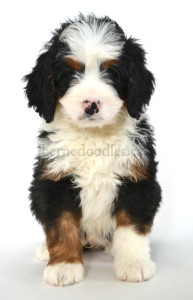 bernedoodle, bernedoodle puppies, bernedoodle breeders, bernedoodles, bernedoodle puppies, available bernedoodle puppies, available Bernedoodle puppies, tri colour bernedoodle,bernedoodle, bernedoodle, bernedoodle, bernedoodle, bernedoodles, bernedoodle puppies Ontario, bernedoodle, bernedooodle, bernedoodle, bernedoodle, bernedoodle, bernedoodle, bernedoodles, bernedoodle puppies, bernedoodle puppy, bernedoodle breeder in Canada, bernedoodle breeder in Ontario, bernedoodles, bernedoodles for sale, bernedoodles, Willow Brooke Bernedoodles, bernadoodles, available puppies, available Bernedoodle puppies, bernedoodles British Columbia, bernedoodles Alberta, bernedoodles Ontario, bernedoodles Toronto, bernedoodles Quebec, bernedoodles Nova Scotia, bernedoodles Newfoundland, bernedoodles New Brunswick, Bernese mountain dog, labradoodles, goldendoodles, bernedoodles, swiss ridge, swiss ridge kennel, swiss ridge bernedoodles, bernadoodles, berniedoodles, bernedoodles for sale, bernedoodles, bernedoodle, bernedoodle, bernedoodle, bernedoodle, bernedoodle, bernedoodle, bernedoodles, bernedoodles, bernedoodles, bernedoodle, bernedoodle puppy, bernedoodles Toronto, bernedoodles, bernedoodles, bernedoodle, bernedoodles, bernedoodle, bernedoodle, bernedoodle, bernedoodle, bernedoodle, bernedoodle, bernedoodles, bernedoodle, bernedoodles, bernedoodles, bernedoodles, Willow Brooke Bernedoodles, available Bernedoodle puppies, Bernedoodles Canada, bernedoodle, burnadoodle, berniedoodle, bernadoodle, bernadoodle, bernedoodle, bernedoodles, Bernedoodles, Bernese Mountain Dog, Poodle, Standard Poodle, Moyan Poodle, Mini Bernedoodle, Medium Bernedoodle, Standard Bernedoodle, Bernedoodles, bernedoodle, Bernedoodle Canada, bernedoodles bernedoodles bernedoodles, bernedoodles, Willow Brooke Bernedoodles, available bernedoodles, available Bernedoodles, Bernedoodles, bernedoodles, bernedoodle, bernedoodle, bernedoodles, bernedoodle, bernedoodle, bernedoodles, bernedoodle puppy, bernedoodle, bernedoodle, bernedoodles, bernedoodles, bernedoodle, bernedoodle, bernedoodles, bernedoodle puppies, bernedoodle breeder, Ontario bernedoodle puppies, bernedoodles for sale, available bernedoodle puppies, bernedoodle litters, bernedoodles in New York, bernedoodle, bernedoodle puppy, bernedoodle puppies, bernedoodles Ontario, bernedoodle, bernadoodle, bernadoodle