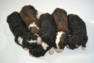 bernedoodle, bernedoodle puppies, bernedoodle breeders, bernedoodles, bernedoodle puppies, available bernedoodle puppies, available Bernedoodle puppies, tri colour bernedoodle,bernedoodle, bernedoodle, bernedoodle, bernedoodle, bernedoodles, bernedoodle puppies Ontario, bernedoodle, bernedooodle, bernedoodle, bernedoodle, bernedoodle, bernedoodle, bernedoodles, bernedoodle puppies, bernedoodle puppy, bernedoodle breeder in Canada, bernedoodle breeder in Ontario, bernedoodles, bernedoodles for sale, bernedoodles, Willow Brooke Bernedoodles, bernadoodles, available puppies, available Bernedoodle puppies, bernedoodles British Columbia, bernedoodles Alberta, bernedoodles Ontario, bernedoodles Toronto, bernedoodles Quebec, bernedoodles Nova Scotia, bernedoodles Newfoundland, bernedoodles New Brunswick, Bernese mountain dog, labradoodles, goldendoodles, bernedoodles, swiss ridge, swiss ridge kennel, swiss ridge bernedoodles, bernadoodles, berniedoodles, bernedoodles for sale, bernedoodles, bernedoodle, bernedoodle, bernedoodle, bernedoodle, bernedoodle, bernedoodle, bernedoodles, bernedoodles, bernedoodles, bernedoodle, bernedoodle puppy, bernedoodles Toronto, bernedoodles, bernedoodles, bernedoodle, bernedoodles, bernedoodle, bernedoodle, bernedoodle, bernedoodle, bernedoodle, bernedoodle, bernedoodles, bernedoodle, bernedoodles, bernedoodles, bernedoodles, Willow Brooke Bernedoodles, available Bernedoodle puppies, Bernedoodles Canada, bernedoodle, burnadoodle, berniedoodle, bernadoodle, bernadoodle, bernedoodle, bernedoodles, Bernedoodles, Bernese Mountain Dog, Poodle, Standard Poodle, Moyan Poodle, Mini Bernedoodle, Medium Bernedoodle, Standard Bernedoodle, Bernedoodles, bernedoodle, Bernedoodle Canada, bernedoodles bernedoodles bernedoodles, bernedoodles, Willow Brooke Bernedoodles, available bernedoodles, available Bernedoodles, Bernedoodles, bernedoodles, bernedoodle, bernedoodle, bernedoodles, bernedoodle, bernedoodle, bernedoodles, bernedoodle puppy, bernedoodle, bernedoodle, bernedoodles, bernedoodles, bernedoodle, bernedoodle, bernedoodles, bernedoodle puppies, bernedoodle breeder, Ontario bernedoodle puppies, bernedoodles for sale, available bernedoodle puppies, bernedoodle litters, bernedoodles in New York, bernedoodle, bernedoodle puppy, bernedoodle puppies, bernedoodles Ontario, bernedoodle, bernadoodle, bernadoodle