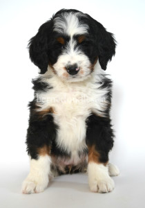 bernedoodle, bernedoodle puppies, bernedoodle breeders, bernedoodles, bernedoodle puppies, available bernedoodle puppies, available Bernedoodle puppies, tri colour bernedoodle,bernedoodle, bernedoodle, bernedoodle, bernedoodle, bernedoodles, bernedoodle puppies Ontario, bernedoodle, bernedooodle, bernedoodle, bernedoodle, bernedoodle, bernedoodle, bernedoodles, bernedoodle puppies, bernedoodle puppy, bernedoodle breeder in Canada, bernedoodle breeder in Ontario, bernedoodles, bernedoodles for sale, bernedoodles, Willow Brooke Bernedoodles, bernadoodles, available puppies, available Bernedoodle puppies, bernedoodles British Columbia, bernedoodles Alberta, bernedoodles Ontario, bernedoodles Toronto, bernedoodles Quebec, bernedoodles Nova Scotia, bernedoodles Newfoundland, bernedoodles New Brunswick, Bernese mountain dog, labradoodles, goldendoodles, bernedoodles, swiss ridge, swiss ridge kennel, swiss ridge bernedoodles, bernadoodles, berniedoodles, bernedoodles for sale, bernedoodles, bernedoodle, bernedoodle, bernedoodle, bernedoodle, bernedoodle, bernedoodle, bernedoodles, bernedoodles, bernedoodles, bernedoodle, bernedoodle puppy, bernedoodles Toronto, bernedoodles, bernedoodles, bernedoodle, bernedoodles, bernedoodle, bernedoodle, bernedoodle, bernedoodle, bernedoodle, bernedoodle, bernedoodles, bernedoodle, bernedoodles, bernedoodles, bernedoodles, Willow Brooke Bernedoodles, available Bernedoodle puppies, Bernedoodles Canada, bernedoodle, burnadoodle, berniedoodle, bernadoodle, bernadoodle, bernedoodle, bernedoodles, Bernedoodles, Bernese Mountain Dog, Poodle, Standard Poodle, Moyan Poodle, Mini Bernedoodle, Medium Bernedoodle, Standard Bernedoodle, Bernedoodles, bernedoodle, Bernedoodle Canada, bernedoodles bernedoodles bernedoodles, bernedoodles, Willow Brooke Bernedoodles, available bernedoodles, available Bernedoodles, Bernedoodles, bernedoodles, bernedoodle, bernedoodle, bernedoodles, bernedoodle, bernedoodle, bernedoodles, bernedoodle puppy, bernedoodle, bernedoodle, bernedoodles, bernedoodles, bernedoodle, bernedoodle, bernedoodles, bernedoodle puppies, bernedoodle breeder, Ontario bernedoodle puppies, bernedoodles for sale, available bernedoodle puppies, bernedoodle litters, bernedoodles in New York, bernedoodle, bernedoodle puppy, bernedoodle puppies, bernedoodles Ontario, bernedoodle, bernadoodle, bernadoodle