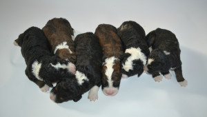 bernedoodle, bernedoodle puppies, bernedoodle breeders, bernedoodles, bernedoodle puppies, available bernedoodle puppies, available Bernedoodle puppies, tri colour bernedoodle,bernedoodle, bernedoodle, bernedoodle, bernedoodle, bernedoodles, bernedoodle puppies Ontario, bernedoodle, bernedooodle, bernedoodle, bernedoodle, bernedoodle, bernedoodle, bernedoodles, bernedoodle puppies, bernedoodle puppy, bernedoodle breeder in Canada, bernedoodle breeder in Ontario, bernedoodles, bernedoodles for sale, bernedoodles, Willow Brooke Bernedoodles, bernadoodles, available puppies, available Bernedoodle puppies, bernedoodles British Columbia, bernedoodles Alberta, bernedoodles Ontario, bernedoodles Toronto, bernedoodles Quebec, bernedoodles Nova Scotia, bernedoodles Newfoundland, bernedoodles New Brunswick, Bernese mountain dog, labradoodles, goldendoodles, bernedoodles, swiss ridge, swiss ridge kennel, swiss ridge bernedoodles, bernadoodles, berniedoodles, bernedoodles for sale, bernedoodles, bernedoodle, bernedoodle, bernedoodle, bernedoodle, bernedoodle, bernedoodle, bernedoodles, bernedoodles, bernedoodles, bernedoodle, bernedoodle puppy, bernedoodles Toronto, bernedoodles, bernedoodles, bernedoodle, bernedoodles, bernedoodle, bernedoodle, bernedoodle, bernedoodle, bernedoodle, bernedoodle, bernedoodles, bernedoodle, bernedoodles, bernedoodles, bernedoodles, Willow Brooke Bernedoodles, available Bernedoodle puppies, Bernedoodles Canada, bernedoodle, burnadoodle, berniedoodle, bernadoodle, bernadoodle, bernedoodle, bernedoodles, Bernedoodles, Bernese Mountain Dog, Poodle, Standard Poodle, Moyan Poodle, Mini Bernedoodle, Medium Bernedoodle, Standard Bernedoodle, Bernedoodles, bernedoodle, Bernedoodle Canada, bernedoodles bernedoodles bernedoodles, bernedoodles, Willow Brooke Bernedoodles, available bernedoodles, available Bernedoodles, Bernedoodles, bernedoodles, bernedoodle, bernedoodle, bernedoodles, bernedoodle, bernedoodle, bernedoodles, bernedoodle puppy, bernedoodle, bernedoodle, bernedoodles, bernedoodles, bernedoodle, bernedoodle, bernedoodles, bernedoodle puppies, bernedoodle breeder, Ontario bernedoodle puppies, bernedoodles for sale, available bernedoodle puppies, bernedoodle litters, bernedoodles in New York, bernedoodle, bernedoodle puppy, bernedoodle puppies, bernedoodles Ontario, bernedoodle, bernadoodle, bernadoodle