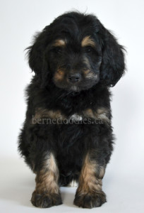 bernedoodle, bernedoodle puppies, bernedoodle breeders, bernedoodles, bernedoodle puppies, available bernedoodle puppies, available Bernedoodle puppies, tri colour bernedoodle,bernedoodle, bernedoodle, bernedoodle, bernedoodle, bernedoodles, bernedoodle puppies Ontario, bernedoodle, bernedooodle, bernedoodle, bernedoodle, bernedoodle, bernedoodle, bernedoodles, bernedoodle puppies, bernedoodle puppy, bernedoodle breeder in Canada, bernedoodle breeder in Ontario, bernedoodles, bernedoodles for sale, bernedoodles, Willow Brooke Bernedoodles, bernadoodles, available puppies, available Bernedoodle puppies, bernedoodles British Columbia, bernedoodles Alberta, bernedoodles Ontario, bernedoodles Toronto, bernedoodles Quebec, bernedoodles Nova Scotia, bernedoodles Newfoundland, bernedoodles New Brunswick, Bernese mountain dog, labradoodles, goldendoodles, bernedoodles, swiss ridge, swiss ridge kennel, swiss ridge bernedoodles, bernadoodles, berniedoodles, bernedoodles for sale, bernedoodles, bernedoodle, bernedoodle, bernedoodle, bernedoodle, bernedoodle, bernedoodle, bernedoodles, bernedoodles, bernedoodles, bernedoodle, bernedoodle puppy, bernedoodles Toronto, bernedoodles, bernedoodles, bernedoodle, bernedoodles, bernedoodle, bernedoodle, bernedoodle, bernedoodle, bernedoodle, bernedoodle, bernedoodles, bernedoodle, bernedoodles, bernedoodles, bernedoodles, Willow Brooke Bernedoodles, available Bernedoodle puppies, Bernedoodles Canada, bernedoodle, burnadoodle, berniedoodle, bernadoodle, bernadoodle, bernedoodle, bernedoodles, Bernedoodles, Bernese Mountain Dog, Poodle, Standard Poodle, Moyan Poodle, Mini Bernedoodle, Medium Bernedoodle, Standard Bernedoodle, Bernedoodles, bernedoodle, Bernedoodle Canada, bernedoodles bernedoodles bernedoodles, bernedoodles, Willow Brooke Bernedoodles, available bernedoodles, available Bernedoodles, Bernedoodles, bernedoodles, bernedoodle, bernedoodle, bernedoodles, bernedoodle, bernedoodle, bernedoodles, bernedoodle puppy, bernedoodle, bernedoodle, bernedoodles, bernedoodles, bernedoodle, bernedoodle, bernedoodles, bernedoodle puppies, bernedoodle breeder, Ontario bernedoodle puppies, bernedoodles for sale, available bernedoodle puppies, bernedoodle litters, bernedoodles in New York, bernedoodle, bernedoodle puppy, bernedoodle puppies, bernedoodles Ontario, bernedoodle, bernadoodle, bernadoodle