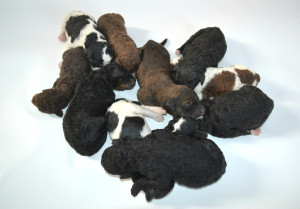 bernedoodle, bernedoodle puppies, bernedoodle breeders, bernedoodles, bernedoodle puppies, available bernedoodle puppies, available Bernedoodle puppies, tri colour bernedoodle,bernedoodle, bernedoodle, bernedoodle, bernedoodle, bernedoodles, bernedoodle puppies Ontario, bernedoodle, bernedooodle, bernedoodle, bernedoodle, bernedoodle, bernedoodle, bernedoodles, bernedoodle puppies, bernedoodle puppy, bernedoodle breeder in Canada, bernedoodle breeder in Ontario, bernedoodles, bernedoodles for sale, bernedoodles, Willow Brooke Bernedoodles, bernadoodles, available puppies, available Bernedoodle puppies, bernedoodles British Columbia, bernedoodles Alberta, bernedoodles Ontario, bernedoodles Toronto, bernedoodles Quebec, bernedoodles Nova Scotia, bernedoodles Newfoundland, bernedoodles New Brunswick, Bernese mountain dog, labradoodles, goldendoodles, bernedoodles, swiss ridge, swiss ridge kennel, swiss ridge bernedoodles, bernadoodles, berniedoodles, bernedoodles for sale, bernedoodles, bernedoodle, bernedoodle, bernedoodle, bernedoodle, bernedoodle, bernedoodle, bernedoodles, bernedoodles, bernedoodles, bernedoodle, bernedoodle puppy, bernedoodles Toronto, bernedoodles, bernedoodles, bernedoodle, bernedoodles, bernedoodle, bernedoodle, bernedoodle, bernedoodle, bernedoodle, bernedoodle, bernedoodles, bernedoodle, bernedoodles, bernedoodles, bernedoodles, Willow Brooke Bernedoodles, available Bernedoodle puppies, Bernedoodles Canada, bernedoodle, burnadoodle, berniedoodle, bernadoodle, bernadoodle, bernedoodle, bernedoodles, Bernedoodles, Bernese Mountain Dog, Poodle, Standard Poodle, Moyan Poodle, Mini Bernedoodle, Medium Bernedoodle, Standard Bernedoodle, Bernedoodles, bernedoodle, Bernedoodle Canada, bernedoodles bernedoodles bernedoodles, bernedoodles, Willow Brooke Bernedoodles, available bernedoodles, available Bernedoodles, Bernedoodles, bernedoodles, bernedoodle, bernedoodle, bernedoodles, bernedoodle, bernedoodle, bernedoodles, bernedoodle puppy, bernedoodle, bernedoodle, bernedoodles, bernedoodles, bernedoodle, bernedoodle, bernedoodles, bernedoodle puppies, bernedoodle breeder, Ontario bernedoodle puppies, bernedoodles for sale, available bernedoodle puppies, bernedoodle litters, bernedoodles in New York, bernedoodle, bernedoodle puppy, bernedoodle puppies, bernedoodles Ontario, bernedoodle, bernadoodle, bernadoodle