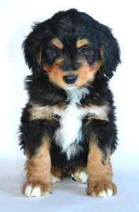 bernedoodle, bernedoodle puppies, bernedoodle breeders, bernedoodles, bernedoodle puppies, available bernedoodle puppies, available Bernedoodle puppies, tri colour bernedoodle,bernedoodle, bernedoodle, bernedoodle, bernedoodle, bernedoodles, bernedoodle puppies Ontario, bernedoodle, bernedooodle, bernedoodle, bernedoodle, bernedoodle, bernedoodle, bernedoodles, bernedoodle puppies, bernedoodle puppy, bernedoodle breeder in Canada, bernedoodle breeder in Ontario, bernedoodles, bernedoodles for sale, bernedoodles, Willow Brooke Bernedoodles, bernadoodles, available puppies, available Bernedoodle puppies, bernedoodles British Columbia, bernedoodles Alberta, bernedoodles Ontario, bernedoodles Toronto, bernedoodles Quebec, bernedoodles Nova Scotia, bernedoodles Newfoundland, bernedoodles New Brunswick, Bernese mountain dog, labradoodles, goldendoodles, bernedoodles, swiss ridge, swiss ridge kennel, swiss ridge bernedoodles, bernadoodles, berniedoodles, bernedoodles for sale, bernedoodles, bernedoodle, bernedoodle, bernedoodle, bernedoodle, bernedoodle, bernedoodle, bernedoodles, bernedoodles, bernedoodles, bernedoodle, bernedoodle puppy, bernedoodles Toronto, bernedoodles, bernedoodles, bernedoodle, bernedoodles, bernedoodle, bernedoodle, bernedoodle, bernedoodle, bernedoodle, bernedoodle, bernedoodles, bernedoodle, bernedoodles, bernedoodles, bernedoodles, Willow Brooke Bernedoodles, available Bernedoodle puppies, Bernedoodles Canada, bernedoodle, burnadoodle, berniedoodle, bernadoodle, bernadoodle, bernedoodle, bernedoodles, Bernedoodles, Bernese Mountain Dog, Poodle, Standard Poodle, Moyan Poodle, Mini Bernedoodle, Medium Bernedoodle, Standard Bernedoodle, Bernedoodles, bernedoodle, Bernedoodle Canada, bernedoodles bernedoodles bernedoodles, bernedoodles, Willow Brooke Bernedoodles, available bernedoodles, available Bernedoodles, Bernedoodles, bernedoodles, bernedoodle, bernedoodle, bernedoodles, bernedoodle, bernedoodle, bernedoodles, bernedoodle puppy, bernedoodle, bernedoodle, bernedoodles, bernedoodles, bernedoodle, bernedoodle, bernedoodles, bernedoodle puppies, bernedoodle breeder, Ontario bernedoodle puppies, bernedoodles for sale, available bernedoodle puppies, bernedoodle litters, bernedoodles in New York, bernedoodle, bernedoodle puppy, bernedoodle puppies, bernedoodles Ontario, bernedoodle, bernadoodle, bernadoodle