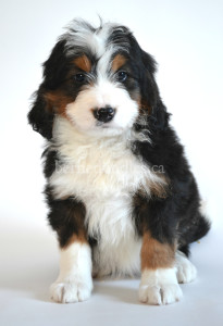 bernedoodle, bernedoodle puppies, bernedoodle breeders, bernedoodles, bernedoodle puppies, available bernedoodle puppies, available Bernedoodle puppies, tri colour bernedoodle,bernedoodle, bernedoodle, bernedoodle, bernedoodle, bernedoodles, bernedoodle puppies Ontario, bernedoodle, bernedooodle, bernedoodle, bernedoodle, bernedoodle, bernedoodle, bernedoodles, bernedoodle puppies, bernedoodle puppy, bernedoodle breeder in Canada, bernedoodle breeder in Ontario, bernedoodles, bernedoodles for sale, bernedoodles, Willow Brooke Bernedoodles, bernadoodles, available puppies, available Bernedoodle puppies, bernedoodles British Columbia, bernedoodles Alberta, bernedoodles Ontario, bernedoodles Toronto, bernedoodles Quebec, bernedoodles Nova Scotia, bernedoodles Newfoundland, bernedoodles New Brunswick, Bernese mountain dog, labradoodles, goldendoodles, bernedoodles, swiss ridge, swiss ridge kennel, swiss ridge bernedoodles, bernadoodles, berniedoodles, bernedoodles for sale, bernedoodles, bernedoodle, bernedoodle, bernedoodle, bernedoodle, bernedoodle, bernedoodle, bernedoodles, bernedoodles, bernedoodles, bernedoodle, bernedoodle puppy, bernedoodles Toronto, bernedoodles, bernedoodles, bernedoodle, bernedoodles, bernedoodle, bernedoodle, bernedoodle, bernedoodle, bernedoodle, bernedoodle, bernedoodles, bernedoodle, bernedoodles, bernedoodles, bernedoodles, Willow Brooke Bernedoodles, available Bernedoodle puppies, Bernedoodles Canada, bernedoodle, burnadoodle, berniedoodle, bernadoodle, bernadoodle, bernedoodle, bernedoodles, Bernedoodles, Bernese Mountain Dog, Poodle, Standard Poodle, Moyan Poodle, Mini Bernedoodle, Medium Bernedoodle, Standard Bernedoodle, Bernedoodles, bernedoodle, Bernedoodle Canada, bernedoodles bernedoodles bernedoodles, bernedoodles, Willow Brooke Bernedoodles, available bernedoodles, available Bernedoodles, Bernedoodles, bernedoodles, bernedoodle, bernedoodle, bernedoodles, bernedoodle, bernedoodle, bernedoodles, bernedoodle puppy, bernedoodle, bernedoodle, bernedoodles, bernedoodles, bernedoodle, bernedoodle, bernedoodles, bernedoodle puppies, bernedoodle breeder, Ontario bernedoodle puppies, bernedoodles for sale, available bernedoodle puppies, bernedoodle litters, bernedoodles in New York, bernedoodle, bernedoodle puppy, bernedoodle puppies, bernedoodles Ontario, bernedoodle, bernadoodle, bernadoodle