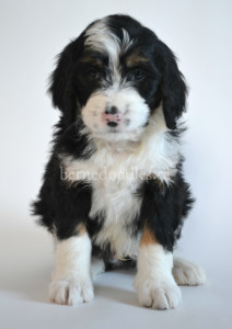 bernedoodle, bernedoodle puppies, bernedoodle breeders, bernedoodles, bernedoodle puppies, available bernedoodle puppies, available Bernedoodle puppies, tri colour bernedoodle,bernedoodle, bernedoodle, bernedoodle, bernedoodle, bernedoodles, bernedoodle puppies Ontario, bernedoodle, bernedooodle, bernedoodle, bernedoodle, bernedoodle, bernedoodle, bernedoodles, bernedoodle puppies, bernedoodle puppy, bernedoodle breeder in Canada, bernedoodle breeder in Ontario, bernedoodles, bernedoodles for sale, bernedoodles, Willow Brooke Bernedoodles, bernadoodles, available puppies, available Bernedoodle puppies, bernedoodles British Columbia, bernedoodles Alberta, bernedoodles Ontario, bernedoodles Toronto, bernedoodles Quebec, bernedoodles Nova Scotia, bernedoodles Newfoundland, bernedoodles New Brunswick, Bernese mountain dog, labradoodles, goldendoodles, bernedoodles, swiss ridge, swiss ridge kennel, swiss ridge bernedoodles, bernadoodles, berniedoodles, bernedoodles for sale, bernedoodles, bernedoodle, bernedoodle, bernedoodle, bernedoodle, bernedoodle, bernedoodle, bernedoodles, bernedoodles, bernedoodles, bernedoodle, bernedoodle puppy, bernedoodles Toronto, bernedoodles, bernedoodles, bernedoodle, bernedoodles, bernedoodle, bernedoodle, bernedoodle, bernedoodle, bernedoodle, bernedoodle, bernedoodles, bernedoodle, bernedoodles, bernedoodles, bernedoodles, Willow Brooke Bernedoodles, available Bernedoodle puppies, Bernedoodles Canada, bernedoodle, burnadoodle, berniedoodle, bernadoodle, bernadoodle, bernedoodle, bernedoodles, Bernedoodles, Bernese Mountain Dog, Poodle, Standard Poodle, Moyan Poodle, Mini Bernedoodle, Medium Bernedoodle, Standard Bernedoodle, Bernedoodles, bernedoodle, Bernedoodle Canada, bernedoodles bernedoodles bernedoodles, bernedoodles, Willow Brooke Bernedoodles, available bernedoodles, available Bernedoodles, Bernedoodles, bernedoodles, bernedoodle, bernedoodle, bernedoodles, bernedoodle, bernedoodle, bernedoodles, bernedoodle puppy, bernedoodle, bernedoodle, bernedoodles, bernedoodles, bernedoodle, bernedoodle, bernedoodles, bernedoodle puppies, bernedoodle breeder, Ontario bernedoodle puppies, bernedoodles for sale, available bernedoodle puppies, bernedoodle litters, bernedoodles in New York, bernedoodle, bernedoodle puppy, bernedoodle puppies, bernedoodles Ontario, bernedoodle, bernadoodle, bernadoodle