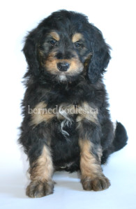 bernedoodle, bernedoodle puppies, bernedoodle breeders, bernedoodles, bernedoodle puppies, available bernedoodle puppies, available Bernedoodle puppies, tri colour bernedoodle,bernedoodle, bernedoodle, bernedoodle, bernedoodle, bernedoodles, bernedoodle puppies Ontario, bernedoodle, bernedooodle, bernedoodle, bernedoodle, bernedoodle, bernedoodle, bernedoodles, bernedoodle puppies, bernedoodle puppy, bernedoodle breeder in Canada, bernedoodle breeder in Ontario, bernedoodles, bernedoodles for sale, bernedoodles, Willow Brooke Bernedoodles, bernadoodles, available puppies, available Bernedoodle puppies, bernedoodles British Columbia, bernedoodles Alberta, bernedoodles Ontario, bernedoodles Toronto, bernedoodles Quebec, bernedoodles Nova Scotia, bernedoodles Newfoundland, bernedoodles New Brunswick, Bernese mountain dog, labradoodles, goldendoodles, bernedoodles, swiss ridge, swiss ridge kennel, swiss ridge bernedoodles, bernadoodles, berniedoodles, bernedoodles for sale, bernedoodles, bernedoodle, bernedoodle, bernedoodle, bernedoodle, bernedoodle, bernedoodle, bernedoodles, bernedoodles, bernedoodles, bernedoodle, bernedoodle puppy, bernedoodles Toronto, bernedoodles, bernedoodles, bernedoodle, bernedoodles, bernedoodle, bernedoodle, bernedoodle, bernedoodle, bernedoodle, bernedoodle, bernedoodles, bernedoodle, bernedoodles, bernedoodles, bernedoodles, Willow Brooke Bernedoodles, available Bernedoodle puppies, Bernedoodles Canada, bernedoodle, burnadoodle, berniedoodle, bernadoodle, bernadoodle, bernedoodle, bernedoodles, Bernedoodles, Bernese Mountain Dog, Poodle, Standard Poodle, Moyan Poodle, Mini Bernedoodle, Medium Bernedoodle, Standard Bernedoodle, Bernedoodles, bernedoodle, Bernedoodle Canada, bernedoodles bernedoodles bernedoodles, bernedoodles, Willow Brooke Bernedoodles, available bernedoodles, available Bernedoodles, Bernedoodles, bernedoodles, bernedoodle, bernedoodle, bernedoodles, bernedoodle, bernedoodle, bernedoodles, bernedoodle puppy, bernedoodle, bernedoodle, bernedoodles, bernedoodles, bernedoodle, bernedoodle, bernedoodles, bernedoodle puppies, bernedoodle breeder, Ontario bernedoodle puppies, bernedoodles for sale, available bernedoodle puppies, bernedoodle litters, bernedoodles in New York, bernedoodle, bernedoodle puppy, bernedoodle puppies, bernedoodles Ontario, bernedoodle, bernadoodle, bernadoodle