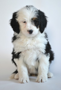 bernedoodle, bernedoodle puppies, bernedoodle breeders, bernedoodles, bernedoodle puppies, available bernedoodle puppies, available Bernedoodle puppies, tri colour bernedoodle,bernedoodle, bernedoodle, bernedoodle, bernedoodle, bernedoodles, bernedoodle puppies Ontario, bernedoodle, bernedooodle, bernedoodle, bernedoodle, bernedoodle, bernedoodle, bernedoodles, bernedoodle puppies, bernedoodle puppy, bernedoodle breeder in Canada, bernedoodle breeder in Ontario, bernedoodles, bernedoodles for sale, bernedoodles, Willow Brooke Bernedoodles, bernadoodles, available puppies, available Bernedoodle puppies, bernedoodles British Columbia, bernedoodles Alberta, bernedoodles Ontario, bernedoodles Toronto, bernedoodles Quebec, bernedoodles Nova Scotia, bernedoodles Newfoundland, bernedoodles New Brunswick, Bernese mountain dog, labradoodles, goldendoodles, bernedoodles, swiss ridge, swiss ridge kennel, swiss ridge bernedoodles, bernadoodles, berniedoodles, bernedoodles for sale, bernedoodles, bernedoodle, bernedoodle, bernedoodle, bernedoodle, bernedoodle, bernedoodle, bernedoodles, bernedoodles, bernedoodles, bernedoodle, bernedoodle puppy, bernedoodles Toronto, bernedoodles, bernedoodles, bernedoodle, bernedoodles, bernedoodle, bernedoodle, bernedoodle, bernedoodle, bernedoodle, bernedoodle, bernedoodles, bernedoodle, bernedoodles, bernedoodles, bernedoodles, Willow Brooke Bernedoodles, available Bernedoodle puppies, Bernedoodles Canada, bernedoodle, burnadoodle, berniedoodle, bernadoodle, bernadoodle, bernedoodle, bernedoodles, Bernedoodles, Bernese Mountain Dog, Poodle, Standard Poodle, Moyan Poodle, Mini Bernedoodle, Medium Bernedoodle, Standard Bernedoodle, Bernedoodles, bernedoodle, Bernedoodle Canada, bernedoodles bernedoodles bernedoodles, bernedoodles, Willow Brooke Bernedoodles, available bernedoodles, available Bernedoodles, Bernedoodles, bernedoodles, bernedoodle, bernedoodle, bernedoodles, bernedoodle, bernedoodle, bernedoodles, bernedoodle puppy, bernedoodle, bernedoodle, bernedoodles, bernedoodles, bernedoodle, bernedoodle, bernedoodles, bernedoodle puppies, bernedoodle breeder, Ontario bernedoodle puppies, bernedoodles for sale, available bernedoodle puppies, bernedoodle litters, bernedoodles in New York, bernedoodle, bernedoodle puppy, bernedoodle puppies, bernedoodles Ontario, bernedoodle, bernadoodle, bernadoodle