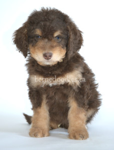 bernedoodle, bernedoodle puppies, bernedoodle breeders, bernedoodles, bernedoodle puppies, available bernedoodle puppies, available Bernedoodle puppies, tri colour bernedoodle,bernedoodle, bernedoodle, bernedoodle, bernedoodle, bernedoodles, bernedoodle puppies Ontario, bernedoodle, bernedooodle, bernedoodle, bernedoodle, bernedoodle, bernedoodle, bernedoodles, bernedoodle puppies, bernedoodle puppy, bernedoodle breeder in Canada, bernedoodle breeder in Ontario, bernedoodles, bernedoodles for sale, bernedoodles, Willow Brooke Bernedoodles, bernadoodles, available puppies, available Bernedoodle puppies, bernedoodles British Columbia, bernedoodles Alberta, bernedoodles Ontario, bernedoodles Toronto, bernedoodles Quebec, bernedoodles Nova Scotia, bernedoodles Newfoundland, bernedoodles New Brunswick, Bernese mountain dog, labradoodles, goldendoodles, bernedoodles, swiss ridge, swiss ridge kennel, swiss ridge bernedoodles, bernadoodles, berniedoodles, bernedoodles for sale, bernedoodles, bernedoodle, bernedoodle, bernedoodle, bernedoodle, bernedoodle, bernedoodle, bernedoodles, bernedoodles, bernedoodles, bernedoodle, bernedoodle puppy, bernedoodles Toronto, bernedoodles, bernedoodles, bernedoodle, bernedoodles, bernedoodle, bernedoodle, bernedoodle, bernedoodle, bernedoodle, bernedoodle, bernedoodles, bernedoodle, bernedoodles, bernedoodles, bernedoodles, Willow Brooke Bernedoodles, available Bernedoodle puppies, Bernedoodles Canada, bernedoodle, burnadoodle, berniedoodle, bernadoodle, bernadoodle, bernedoodle, bernedoodles, Bernedoodles, Bernese Mountain Dog, Poodle, Standard Poodle, Moyan Poodle, Mini Bernedoodle, Medium Bernedoodle, Standard Bernedoodle, Bernedoodles, bernedoodle, Bernedoodle Canada, bernedoodles bernedoodles bernedoodles, bernedoodles, Willow Brooke Bernedoodles, available bernedoodles, available Bernedoodles, Bernedoodles, bernedoodles, bernedoodle, bernedoodle, bernedoodles, bernedoodle, bernedoodle, bernedoodles, bernedoodle puppy, bernedoodle, bernedoodle, bernedoodles, bernedoodles, bernedoodle, bernedoodle, bernedoodles, bernedoodle puppies, bernedoodle breeder, Ontario bernedoodle puppies, bernedoodles for sale, available bernedoodle puppies, bernedoodle litters, bernedoodles in New York, bernedoodle, bernedoodle puppy, bernedoodle puppies, bernedoodles Ontario, bernedoodle, bernadoodle, bernadoodle