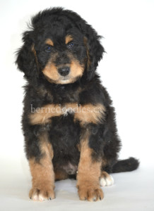 bernedoodle, bernedoodle puppies, bernedoodle breeders, bernedoodles, bernedoodle puppies, available bernedoodle puppies, available Bernedoodle puppies, tri colour bernedoodle,bernedoodle, bernedoodle, bernedoodle, bernedoodle, bernedoodles, bernedoodle puppies Ontario, bernedoodle, bernedooodle, bernedoodle, bernedoodle, bernedoodle, bernedoodle, bernedoodles, bernedoodle puppies, bernedoodle puppy, bernedoodle breeder in Canada, bernedoodle breeder in Ontario, bernedoodles, bernedoodles for sale, bernedoodles, Willow Brooke Bernedoodles, bernadoodles, available puppies, available Bernedoodle puppies, bernedoodles British Columbia, bernedoodles Alberta, bernedoodles Ontario, bernedoodles Toronto, bernedoodles Quebec, bernedoodles Nova Scotia, bernedoodles Newfoundland, bernedoodles New Brunswick, Bernese mountain dog, labradoodles, goldendoodles, bernedoodles, swiss ridge, swiss ridge kennel, swiss ridge bernedoodles, bernadoodles, berniedoodles, bernedoodles for sale, bernedoodles, bernedoodle, bernedoodle, bernedoodle, bernedoodle, bernedoodle, bernedoodle, bernedoodles, bernedoodles, bernedoodles, bernedoodle, bernedoodle puppy, bernedoodles Toronto, bernedoodles, bernedoodles, bernedoodle, bernedoodles, bernedoodle, bernedoodle, bernedoodle, bernedoodle, bernedoodle, bernedoodle, bernedoodles, bernedoodle, bernedoodles, bernedoodles, bernedoodles, Willow Brooke Bernedoodles, available Bernedoodle puppies, Bernedoodles Canada, bernedoodle, burnadoodle, berniedoodle, bernadoodle, bernadoodle, bernedoodle, bernedoodles, Bernedoodles, Bernese Mountain Dog, Poodle, Standard Poodle, Moyan Poodle, Mini Bernedoodle, Medium Bernedoodle, Standard Bernedoodle, Bernedoodles, bernedoodle, Bernedoodle Canada, bernedoodles bernedoodles bernedoodles, bernedoodles, Willow Brooke Bernedoodles, available bernedoodles, available Bernedoodles, Bernedoodles, bernedoodles, bernedoodle, bernedoodle, bernedoodles, bernedoodle, bernedoodle, bernedoodles, bernedoodle puppy, bernedoodle, bernedoodle, bernedoodles, bernedoodles, bernedoodle, bernedoodle, bernedoodles, bernedoodle puppies, bernedoodle breeder, Ontario bernedoodle puppies, bernedoodles for sale, available bernedoodle puppies, bernedoodle litters, bernedoodles in New York, bernedoodle, bernedoodle puppy, bernedoodle puppies, bernedoodles Ontario, bernedoodle, bernadoodle, bernadoodle