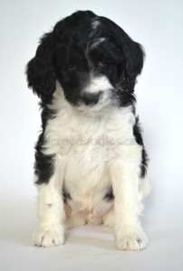 bernedoodle, bernedoodle puppies, bernedoodle breeders, bernedoodles, bernedoodle puppies, available bernedoodle puppies, available Bernedoodle puppies, tri colour bernedoodle,bernedoodle, bernedoodle, bernedoodle, bernedoodle, bernedoodles, bernedoodle puppies Ontario, bernedoodle, bernedooodle, bernedoodle, bernedoodle, bernedoodle, bernedoodle, bernedoodles, bernedoodle puppies, bernedoodle puppy, bernedoodle breeder in Canada, bernedoodle breeder in Ontario, bernedoodles, bernedoodles for sale, bernedoodles, Willow Brooke Bernedoodles, bernadoodles, available puppies, available Bernedoodle puppies, bernedoodles British Columbia, bernedoodles Alberta, bernedoodles Ontario, bernedoodles Toronto, bernedoodles Quebec, bernedoodles Nova Scotia, bernedoodles Newfoundland, bernedoodles New Brunswick, Bernese mountain dog, labradoodles, goldendoodles, bernedoodles, swiss ridge, swiss ridge kennel, swiss ridge bernedoodles, bernadoodles, berniedoodles, bernedoodles for sale, bernedoodles, bernedoodle, bernedoodle, bernedoodle, bernedoodle, bernedoodle, bernedoodle, bernedoodles, bernedoodles, bernedoodles, bernedoodle, bernedoodle puppy, bernedoodles Toronto, bernedoodles, bernedoodles, bernedoodle, bernedoodles, bernedoodle, bernedoodle, bernedoodle, bernedoodle, bernedoodle, bernedoodle, bernedoodles, bernedoodle, bernedoodles, bernedoodles, bernedoodles, Willow Brooke Bernedoodles, available Bernedoodle puppies, Bernedoodles Canada, bernedoodle, burnadoodle, berniedoodle, bernadoodle, bernadoodle, bernedoodle, bernedoodles, Bernedoodles, Bernese Mountain Dog, Poodle, Standard Poodle, Moyan Poodle, Mini Bernedoodle, Medium Bernedoodle, Standard Bernedoodle, Bernedoodles, bernedoodle, Bernedoodle Canada, bernedoodles bernedoodles bernedoodles, bernedoodles, Willow Brooke Bernedoodles, available bernedoodles, available Bernedoodles, Bernedoodles, bernedoodles, bernedoodle, bernedoodle, bernedoodles, bernedoodle, bernedoodle, bernedoodles, bernedoodle puppy, bernedoodle, bernedoodle, bernedoodles, bernedoodles, bernedoodle, bernedoodle, bernedoodles, bernedoodle puppies, bernedoodle breeder, Ontario bernedoodle puppies, bernedoodles for sale, available bernedoodle puppies, bernedoodle litters, bernedoodles in New York, bernedoodle, bernedoodle puppy, bernedoodle puppies, bernedoodles Ontario, bernedoodle, bernadoodle, bernadoodle