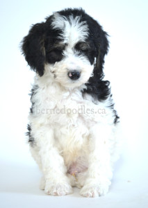 bernedoodle, bernedoodle puppies, bernedoodle breeders, bernedoodles, bernedoodle puppies, available bernedoodle puppies, available Bernedoodle puppies, tri colour bernedoodle,bernedoodle, bernedoodle, bernedoodle, bernedoodle, bernedoodles, bernedoodle puppies Ontario, bernedoodle, bernedooodle, bernedoodle, bernedoodle, bernedoodle, bernedoodle, bernedoodles, bernedoodle puppies, bernedoodle puppy, bernedoodle breeder in Canada, bernedoodle breeder in Ontario, bernedoodles, bernedoodles for sale, bernedoodles, Willow Brooke Bernedoodles, bernadoodles, available puppies, available Bernedoodle puppies, bernedoodles British Columbia, bernedoodles Alberta, bernedoodles Ontario, bernedoodles Toronto, bernedoodles Quebec, bernedoodles Nova Scotia, bernedoodles Newfoundland, bernedoodles New Brunswick, Bernese mountain dog, labradoodles, goldendoodles, bernedoodles, swiss ridge, swiss ridge kennel, swiss ridge bernedoodles, bernadoodles, berniedoodles, bernedoodles for sale, bernedoodles, bernedoodle, bernedoodle, bernedoodle, bernedoodle, bernedoodle, bernedoodle, bernedoodles, bernedoodles, bernedoodles, bernedoodle, bernedoodle puppy, bernedoodles Toronto, bernedoodles, bernedoodles, bernedoodle, bernedoodles, bernedoodle, bernedoodle, bernedoodle, bernedoodle, bernedoodle, bernedoodle, bernedoodles, bernedoodle, bernedoodles, bernedoodles, bernedoodles, Willow Brooke Bernedoodles, available Bernedoodle puppies, Bernedoodles Canada, bernedoodle, burnadoodle, berniedoodle, bernadoodle, bernadoodle, bernedoodle, bernedoodles, Bernedoodles, Bernese Mountain Dog, Poodle, Standard Poodle, Moyan Poodle, Mini Bernedoodle, Medium Bernedoodle, Standard Bernedoodle, Bernedoodles, bernedoodle, Bernedoodle Canada, bernedoodles bernedoodles bernedoodles, bernedoodles, Willow Brooke Bernedoodles, available bernedoodles, available Bernedoodles, Bernedoodles, bernedoodles, bernedoodle, bernedoodle, bernedoodles, bernedoodle, bernedoodle, bernedoodles, bernedoodle puppy, bernedoodle, bernedoodle, bernedoodles, bernedoodles, bernedoodle, bernedoodle, bernedoodles, bernedoodle puppies, bernedoodle breeder, Ontario bernedoodle puppies, bernedoodles for sale, available bernedoodle puppies, bernedoodle litters, bernedoodles in New York, bernedoodle, bernedoodle puppy, bernedoodle puppies, bernedoodles Ontario, bernedoodle, bernadoodle, bernadoodle