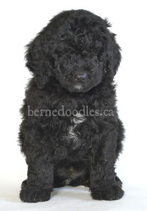 bernedoodle, bernedoodle puppies, bernedoodle breeders, bernedoodles, bernedoodle puppies, available bernedoodle puppies, available Bernedoodle puppies, tri colour bernedoodle,bernedoodle, bernedoodle, bernedoodle, bernedoodle, bernedoodles, bernedoodle puppies Ontario, bernedoodle, bernedooodle, bernedoodle, bernedoodle, bernedoodle, bernedoodle, bernedoodles, bernedoodle puppies, bernedoodle puppy, bernedoodle breeder in Canada, bernedoodle breeder in Ontario, bernedoodles, bernedoodles for sale, bernedoodles, Willow Brooke Bernedoodles, bernadoodles, available puppies, available Bernedoodle puppies, bernedoodles British Columbia, bernedoodles Alberta, bernedoodles Ontario, bernedoodles Toronto, bernedoodles Quebec, bernedoodles Nova Scotia, bernedoodles Newfoundland, bernedoodles New Brunswick, Bernese mountain dog, labradoodles, goldendoodles, bernedoodles, swiss ridge, swiss ridge kennel, swiss ridge bernedoodles, bernadoodles, berniedoodles, bernedoodles for sale, bernedoodles, bernedoodle, bernedoodle, bernedoodle, bernedoodle, bernedoodle, bernedoodle, bernedoodles, bernedoodles, bernedoodles, bernedoodle, bernedoodle puppy, bernedoodles Toronto, bernedoodles, bernedoodles, bernedoodle, bernedoodles, bernedoodle, bernedoodle, bernedoodle, bernedoodle, bernedoodle, bernedoodle, bernedoodles, bernedoodle, bernedoodles, bernedoodles, bernedoodles, Willow Brooke Bernedoodles, available Bernedoodle puppies, Bernedoodles Canada, bernedoodle, burnadoodle, berniedoodle, bernadoodle, bernadoodle, bernedoodle, bernedoodles, Bernedoodles, Bernese Mountain Dog, Poodle, Standard Poodle, Moyan Poodle, Mini Bernedoodle, Medium Bernedoodle, Standard Bernedoodle, Bernedoodles, bernedoodle, Bernedoodle Canada, bernedoodles bernedoodles bernedoodles, bernedoodles, Willow Brooke Bernedoodles, available bernedoodles, available Bernedoodles, Bernedoodles, bernedoodles, bernedoodle, bernedoodle, bernedoodles, bernedoodle, bernedoodle, bernedoodles, bernedoodle puppy, bernedoodle, bernedoodle, bernedoodles, bernedoodles, bernedoodle, bernedoodle, bernedoodles, bernedoodle puppies, bernedoodle breeder, Ontario bernedoodle puppies, bernedoodles for sale, available bernedoodle puppies, bernedoodle litters, bernedoodles in New York, bernedoodle, bernedoodle puppy, bernedoodle puppies, bernedoodles Ontario, bernedoodle, bernadoodle, bernadoodle