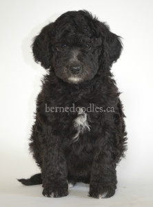 bernedoodle, bernedoodle puppies, bernedoodle breeders, bernedoodles, bernedoodle puppies, available bernedoodle puppies, available Bernedoodle puppies, tri colour bernedoodle,bernedoodle, bernedoodle, bernedoodle, bernedoodle, bernedoodles, bernedoodle puppies Ontario, bernedoodle, bernedooodle, bernedoodle, bernedoodle, bernedoodle, bernedoodle, bernedoodles, bernedoodle puppies, bernedoodle puppy, bernedoodle breeder in Canada, bernedoodle breeder in Ontario, bernedoodles, bernedoodles for sale, bernedoodles, Willow Brooke Bernedoodles, bernadoodles, available puppies, available Bernedoodle puppies, bernedoodles British Columbia, bernedoodles Alberta, bernedoodles Ontario, bernedoodles Toronto, bernedoodles Quebec, bernedoodles Nova Scotia, bernedoodles Newfoundland, bernedoodles New Brunswick, Bernese mountain dog, labradoodles, goldendoodles, bernedoodles, swiss ridge, swiss ridge kennel, swiss ridge bernedoodles, bernadoodles, berniedoodles, bernedoodles for sale, bernedoodles, bernedoodle, bernedoodle, bernedoodle, bernedoodle, bernedoodle, bernedoodle, bernedoodles, bernedoodles, bernedoodles, bernedoodle, bernedoodle puppy, bernedoodles Toronto, bernedoodles, bernedoodles, bernedoodle, bernedoodles, bernedoodle, bernedoodle, bernedoodle, bernedoodle, bernedoodle, bernedoodle, bernedoodles, bernedoodle, bernedoodles, bernedoodles, bernedoodles, Willow Brooke Bernedoodles, available Bernedoodle puppies, Bernedoodles Canada, bernedoodle, burnadoodle, berniedoodle, bernadoodle, bernadoodle, bernedoodle, bernedoodles, Bernedoodles, Bernese Mountain Dog, Poodle, Standard Poodle, Moyan Poodle, Mini Bernedoodle, Medium Bernedoodle, Standard Bernedoodle, Bernedoodles, bernedoodle, Bernedoodle Canada, bernedoodles bernedoodles bernedoodles, bernedoodles, Willow Brooke Bernedoodles, available bernedoodles, available Bernedoodles, Bernedoodles, bernedoodles, bernedoodle, bernedoodle, bernedoodles, bernedoodle, bernedoodle, bernedoodles, bernedoodle puppy, bernedoodle, bernedoodle, bernedoodles, bernedoodles, bernedoodle, bernedoodle, bernedoodles, bernedoodle puppies, bernedoodle breeder, Ontario bernedoodle puppies, bernedoodles for sale, available bernedoodle puppies, bernedoodle litters, bernedoodles in New York, bernedoodle, bernedoodle puppy, bernedoodle puppies, bernedoodles Ontario, bernedoodle, bernadoodle, bernadoodle