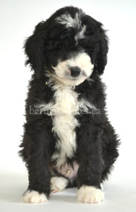 bernedoodle, bernedoodle puppies, bernedoodle breeders, bernedoodles, bernedoodle puppies, available bernedoodle puppies, available Bernedoodle puppies, tri colour bernedoodle,bernedoodle, bernedoodle, bernedoodle, bernedoodle, bernedoodles, bernedoodle puppies Ontario, bernedoodle, bernedooodle, bernedoodle, bernedoodle, bernedoodle, bernedoodle, bernedoodles, bernedoodle puppies, bernedoodle puppy, bernedoodle breeder in Canada, bernedoodle breeder in Ontario, bernedoodles, bernedoodles for sale, bernedoodles, Willow Brooke Bernedoodles, bernadoodles, available puppies, available Bernedoodle puppies, bernedoodles British Columbia, bernedoodles Alberta, bernedoodles Ontario, bernedoodles Toronto, bernedoodles Quebec, bernedoodles Nova Scotia, bernedoodles Newfoundland, bernedoodles New Brunswick, Bernese mountain dog, labradoodles, goldendoodles, bernedoodles, swiss ridge, swiss ridge kennel, swiss ridge bernedoodles, bernadoodles, berniedoodles, bernedoodles for sale, bernedoodles, bernedoodle, bernedoodle, bernedoodle, bernedoodle, bernedoodle, bernedoodle, bernedoodles, bernedoodles, bernedoodles, bernedoodle, bernedoodle puppy, bernedoodles Toronto, bernedoodles, bernedoodles, bernedoodle, bernedoodles, bernedoodle, bernedoodle, bernedoodle, bernedoodle, bernedoodle, bernedoodle, bernedoodles, bernedoodle, bernedoodles, bernedoodles, bernedoodles, Willow Brooke Bernedoodles, available Bernedoodle puppies, Bernedoodles Canada, bernedoodle, burnadoodle, berniedoodle, bernadoodle, bernadoodle, bernedoodle, bernedoodles, Bernedoodles, Bernese Mountain Dog, Poodle, Standard Poodle, Moyan Poodle, Mini Bernedoodle, Medium Bernedoodle, Standard Bernedoodle, Bernedoodles, bernedoodle, Bernedoodle Canada, bernedoodles bernedoodles bernedoodles, bernedoodles, Willow Brooke Bernedoodles, available bernedoodles, available Bernedoodles, Bernedoodles, bernedoodles, bernedoodle, bernedoodle, bernedoodles, bernedoodle, bernedoodle, bernedoodles, bernedoodle puppy, bernedoodle, bernedoodle, bernedoodles, bernedoodles, bernedoodle, bernedoodle, bernedoodles, bernedoodle puppies, bernedoodle breeder, Ontario bernedoodle puppies, bernedoodles for sale, available bernedoodle puppies, bernedoodle litters, bernedoodles in New York, bernedoodle, bernedoodle puppy, bernedoodle puppies, bernedoodles Ontario, bernedoodle, bernadoodle, bernadoodle