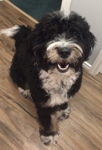 bernedoodle, bernedoodle puppies, bernedoodle breeders, bernedoodles, bernedoodle puppies, available bernedoodle puppies, available Bernedoodle puppies, tri colour bernedoodle,bernedoodle, bernedoodle, bernedoodle, bernedoodle, bernedoodles, bernedoodle puppies Ontario, bernedoodle, bernedooodle, bernedoodle, bernedoodle, bernedoodle, bernedoodle, bernedoodles, bernedoodle puppies, bernedoodle puppy, bernedoodle breeder in Canada, bernedoodle breeder in Ontario, bernedoodles, bernedoodles for sale,  bernedoodles, Willow Brooke Bernedoodles, bernadoodles, available puppies, available Bernedoodle puppies, bernedoodles British Columbia, bernedoodles Alberta, bernedoodles Ontario, bernedoodles Toronto, bernedoodles Quebec, bernedoodles Nova Scotia, bernedoodles Newfoundland, bernedoodles New Brunswick, Bernese mountain dog, labradoodles, goldendoodles, bernedoodles, swiss ridge, swiss ridge kennel, swiss ridge bernedoodles, bernadoodles, berniedoodles, bernedoodles for sale, bernedoodles, bernedoodle, bernedoodle, bernedoodle, bernedoodle, bernedoodle, bernedoodle, bernedoodles, bernedoodles, bernedoodles, bernedoodle, bernedoodle puppy, bernedoodles Toronto, bernedoodles, bernedoodles, bernedoodle, bernedoodles, bernedoodle, bernedoodle, bernedoodle, bernedoodle, bernedoodle, bernedoodle, bernedoodles, bernedoodle, bernedoodles, bernedoodles, bernedoodles, Willow Brooke Bernedoodles, available Bernedoodle puppies, Bernedoodles Canada, bernedoodle, burnadoodle, berniedoodle, bernadoodle, bernadoodle, bernedoodle, bernedoodles, Bernedoodles, Bernese Mountain Dog, Poodle, Standard Poodle, Moyan Poodle, Mini Bernedoodle, Medium Bernedoodle, Standard Bernedoodle, Bernedoodles, bernedoodle, Bernedoodle Canada, bernedoodles bernedoodles bernedoodles, bernedoodles, Willow Brooke Bernedoodles, available bernedoodles, available Bernedoodles, Bernedoodles, bernedoodles, bernedoodle, bernedoodle, bernedoodles, bernedoodle, bernedoodle, bernedoodles, bernedoodle puppy, bernedoodle, bernedoodle, bernedoodles, bernedoodles, bernedoodle, bernedoodle, bernedoodles, bernedoodle puppies, bernedoodle breeder, Ontario bernedoodle puppies, bernedoodles for sale, available bernedoodle puppies, bernedoodle litters, bernedoodles in New York, bernedoodle, bernedoodle puppy, bernedoodle puppies, bernedoodles Ontario, bernedoodle, bernadoodle, bernadoodle