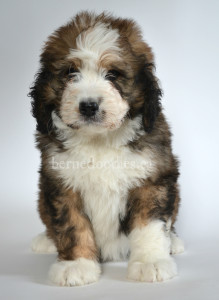 bernedoodle, bernedoodle puppies, bernedoodle breeders, bernedoodles, bernedoodle puppies, available bernedoodle puppies, available Bernedoodle puppies, tri colour bernedoodle,bernedoodle, bernedoodle, bernedoodle, bernedoodle, bernedoodles, bernedoodle puppies Ontario, bernedoodle, bernedooodle, bernedoodle, bernedoodle, bernedoodle, bernedoodle, bernedoodles, bernedoodle puppies, bernedoodle puppy, bernedoodle breeder in Canada, bernedoodle breeder in Ontario, bernedoodles, bernedoodles for sale, bernedoodles, Willow Brooke Bernedoodles, bernadoodles, available puppies, available Bernedoodle puppies, bernedoodles British Columbia, bernedoodles Alberta, bernedoodles Ontario, bernedoodles Toronto, bernedoodles Quebec, bernedoodles Nova Scotia, bernedoodles Newfoundland, bernedoodles New Brunswick, Bernese mountain dog, labradoodles, goldendoodles, bernedoodles, swiss ridge, swiss ridge kennel, swiss ridge bernedoodles, bernadoodles, berniedoodles, bernedoodles for sale, bernedoodles, bernedoodle, bernedoodle, bernedoodle, bernedoodle, bernedoodle, bernedoodle, bernedoodles, bernedoodles, bernedoodles, bernedoodle, bernedoodle puppy, bernedoodles Toronto, bernedoodles, bernedoodles, bernedoodle, bernedoodles, bernedoodle, bernedoodle, bernedoodle, bernedoodle, bernedoodle, bernedoodle, bernedoodles, bernedoodle, bernedoodles, bernedoodles, bernedoodles, Willow Brooke Bernedoodles, available Bernedoodle puppies, Bernedoodles Canada, bernedoodle, burnadoodle, berniedoodle, bernadoodle, bernadoodle, bernedoodle, bernedoodles, Bernedoodles, Bernese Mountain Dog, Poodle, Standard Poodle, Moyan Poodle, Mini Bernedoodle, Medium Bernedoodle, Standard Bernedoodle, Bernedoodles, bernedoodle, Bernedoodle Canada, bernedoodles bernedoodles bernedoodles, bernedoodles, Willow Brooke Bernedoodles, available bernedoodles, available Bernedoodles, Bernedoodles, bernedoodles, bernedoodle, bernedoodle, bernedoodles, bernedoodle, bernedoodle, bernedoodles, bernedoodle puppy, bernedoodle, bernedoodle, bernedoodles, bernedoodles, bernedoodle, bernedoodle, bernedoodles, bernedoodle puppies, bernedoodle breeder, Ontario bernedoodle puppies, bernedoodles for sale, available bernedoodle puppies, bernedoodle litters, bernedoodles in New York, bernedoodle, bernedoodle puppy, bernedoodle puppies, bernedoodles Ontario, bernedoodle, bernadoodle, bernadoodle