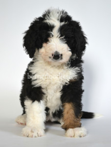 bernedoodle, bernedoodle puppies, bernedoodle breeders, bernedoodles, bernedoodle puppies, available bernedoodle puppies, available Bernedoodle puppies, tri colour bernedoodle,bernedoodle, bernedoodle, bernedoodle, bernedoodle, bernedoodles, bernedoodle puppies Ontario, bernedoodle, bernedooodle, bernedoodle, bernedoodle, bernedoodle, bernedoodle, bernedoodles, bernedoodle puppies, bernedoodle puppy, bernedoodle breeder in Canada, bernedoodle breeder in Ontario, bernedoodles, bernedoodles for sale, bernedoodles, Willow Brooke Bernedoodles, bernadoodles, available puppies, available Bernedoodle puppies, bernedoodles British Columbia, bernedoodles Alberta, bernedoodles Ontario, bernedoodles Toronto, bernedoodles Quebec, bernedoodles Nova Scotia, bernedoodles Newfoundland, bernedoodles New Brunswick, Bernese mountain dog, labradoodles, goldendoodles, bernedoodles, swiss ridge, swiss ridge kennel, swiss ridge bernedoodles, bernadoodles, berniedoodles, bernedoodles for sale, bernedoodles, bernedoodle, bernedoodle, bernedoodle, bernedoodle, bernedoodle, bernedoodle, bernedoodles, bernedoodles, bernedoodles, bernedoodle, bernedoodle puppy, bernedoodles Toronto, bernedoodles, bernedoodles, bernedoodle, bernedoodles, bernedoodle, bernedoodle, bernedoodle, bernedoodle, bernedoodle, bernedoodle, bernedoodles, bernedoodle, bernedoodles, bernedoodles, bernedoodles, Willow Brooke Bernedoodles, available Bernedoodle puppies, Bernedoodles Canada, bernedoodle, burnadoodle, berniedoodle, bernadoodle, bernadoodle, bernedoodle, bernedoodles, Bernedoodles, Bernese Mountain Dog, Poodle, Standard Poodle, Moyan Poodle, Mini Bernedoodle, Medium Bernedoodle, Standard Bernedoodle, Bernedoodles, bernedoodle, Bernedoodle Canada, bernedoodles bernedoodles bernedoodles, bernedoodles, Willow Brooke Bernedoodles, available bernedoodles, available Bernedoodles, Bernedoodles, bernedoodles, bernedoodle, bernedoodle, bernedoodles, bernedoodle, bernedoodle, bernedoodles, bernedoodle puppy, bernedoodle, bernedoodle, bernedoodles, bernedoodles, bernedoodle, bernedoodle, bernedoodles, bernedoodle puppies, bernedoodle breeder, Ontario bernedoodle puppies, bernedoodles for sale, available bernedoodle puppies, bernedoodle litters, bernedoodles in New York, bernedoodle, bernedoodle puppy, bernedoodle puppies, bernedoodles Ontario, bernedoodle, bernadoodle, bernadoodle