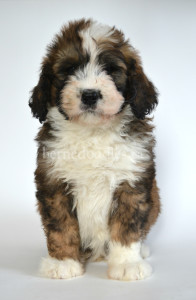 bernedoodle, bernedoodle puppies, bernedoodle breeders, bernedoodles, bernedoodle puppies, available bernedoodle puppies, available Bernedoodle puppies, tri colour bernedoodle,bernedoodle, bernedoodle, bernedoodle, bernedoodle, bernedoodles, bernedoodle puppies Ontario, bernedoodle, bernedooodle, bernedoodle, bernedoodle, bernedoodle, bernedoodle, bernedoodles, bernedoodle puppies, bernedoodle puppy, bernedoodle breeder in Canada, bernedoodle breeder in Ontario, bernedoodles, bernedoodles for sale, bernedoodles, Willow Brooke Bernedoodles, bernadoodles, available puppies, available Bernedoodle puppies, bernedoodles British Columbia, bernedoodles Alberta, bernedoodles Ontario, bernedoodles Toronto, bernedoodles Quebec, bernedoodles Nova Scotia, bernedoodles Newfoundland, bernedoodles New Brunswick, Bernese mountain dog, labradoodles, goldendoodles, bernedoodles, swiss ridge, swiss ridge kennel, swiss ridge bernedoodles, bernadoodles, berniedoodles, bernedoodles for sale, bernedoodles, bernedoodle, bernedoodle, bernedoodle, bernedoodle, bernedoodle, bernedoodle, bernedoodles, bernedoodles, bernedoodles, bernedoodle, bernedoodle puppy, bernedoodles Toronto, bernedoodles, bernedoodles, bernedoodle, bernedoodles, bernedoodle, bernedoodle, bernedoodle, bernedoodle, bernedoodle, bernedoodle, bernedoodles, bernedoodle, bernedoodles, bernedoodles, bernedoodles, Willow Brooke Bernedoodles, available Bernedoodle puppies, Bernedoodles Canada, bernedoodle, burnadoodle, berniedoodle, bernadoodle, bernadoodle, bernedoodle, bernedoodles, Bernedoodles, Bernese Mountain Dog, Poodle, Standard Poodle, Moyan Poodle, Mini Bernedoodle, Medium Bernedoodle, Standard Bernedoodle, Bernedoodles, bernedoodle, Bernedoodle Canada, bernedoodles bernedoodles bernedoodles, bernedoodles, Willow Brooke Bernedoodles, available bernedoodles, available Bernedoodles, Bernedoodles, bernedoodles, bernedoodle, bernedoodle, bernedoodles, bernedoodle, bernedoodle, bernedoodles, bernedoodle puppy, bernedoodle, bernedoodle, bernedoodles, bernedoodles, bernedoodle, bernedoodle, bernedoodles, bernedoodle puppies, bernedoodle breeder, Ontario bernedoodle puppies, bernedoodles for sale, available bernedoodle puppies, bernedoodle litters, bernedoodles in New York, bernedoodle, bernedoodle puppy, bernedoodle puppies, bernedoodles Ontario, bernedoodle, bernadoodle, bernadoodle