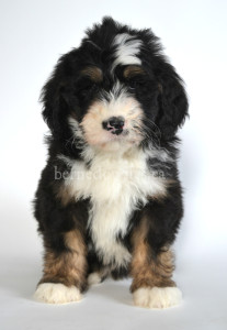 bernedoodle, bernedoodle puppies, bernedoodle breeders, bernedoodles, bernedoodle puppies, available bernedoodle puppies, available Bernedoodle puppies, tri colour bernedoodle,bernedoodle, bernedoodle, bernedoodle, bernedoodle, bernedoodles, bernedoodle puppies Ontario, bernedoodle, bernedooodle, bernedoodle, bernedoodle, bernedoodle, bernedoodle, bernedoodles, bernedoodle puppies, bernedoodle puppy, bernedoodle breeder in Canada, bernedoodle breeder in Ontario, bernedoodles, bernedoodles for sale, bernedoodles, Willow Brooke Bernedoodles, bernadoodles, available puppies, available Bernedoodle puppies, bernedoodles British Columbia, bernedoodles Alberta, bernedoodles Ontario, bernedoodles Toronto, bernedoodles Quebec, bernedoodles Nova Scotia, bernedoodles Newfoundland, bernedoodles New Brunswick, Bernese mountain dog, labradoodles, goldendoodles, bernedoodles, swiss ridge, swiss ridge kennel, swiss ridge bernedoodles, bernadoodles, berniedoodles, bernedoodles for sale, bernedoodles, bernedoodle, bernedoodle, bernedoodle, bernedoodle, bernedoodle, bernedoodle, bernedoodles, bernedoodles, bernedoodles, bernedoodle, bernedoodle puppy, bernedoodles Toronto, bernedoodles, bernedoodles, bernedoodle, bernedoodles, bernedoodle, bernedoodle, bernedoodle, bernedoodle, bernedoodle, bernedoodle, bernedoodles, bernedoodle, bernedoodles, bernedoodles, bernedoodles, Willow Brooke Bernedoodles, available Bernedoodle puppies, Bernedoodles Canada, bernedoodle, burnadoodle, berniedoodle, bernadoodle, bernadoodle, bernedoodle, bernedoodles, Bernedoodles, Bernese Mountain Dog, Poodle, Standard Poodle, Moyan Poodle, Mini Bernedoodle, Medium Bernedoodle, Standard Bernedoodle, Bernedoodles, bernedoodle, Bernedoodle Canada, bernedoodles bernedoodles bernedoodles, bernedoodles, Willow Brooke Bernedoodles, available bernedoodles, available Bernedoodles, Bernedoodles, bernedoodles, bernedoodle, bernedoodle, bernedoodles, bernedoodle, bernedoodle, bernedoodles, bernedoodle puppy, bernedoodle, bernedoodle, bernedoodles, bernedoodles, bernedoodle, bernedoodle, bernedoodles, bernedoodle puppies, bernedoodle breeder, Ontario bernedoodle puppies, bernedoodles for sale, available bernedoodle puppies, bernedoodle litters, bernedoodles in New York, bernedoodle, bernedoodle puppy, bernedoodle puppies, bernedoodles Ontario, bernedoodle, bernadoodle, bernadoodle