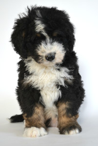 bernedoodle, bernedoodle puppies, bernedoodle breeders, bernedoodles, bernedoodle puppies, available bernedoodle puppies, available Bernedoodle puppies, tri colour bernedoodle,bernedoodle, bernedoodle, bernedoodle, bernedoodle, bernedoodles, bernedoodle puppies Ontario, bernedoodle, bernedooodle, bernedoodle, bernedoodle, bernedoodle, bernedoodle, bernedoodles, bernedoodle puppies, bernedoodle puppy, bernedoodle breeder in Canada, bernedoodle breeder in Ontario, bernedoodles, bernedoodles for sale, bernedoodles, Willow Brooke Bernedoodles, bernadoodles, available puppies, available Bernedoodle puppies, bernedoodles British Columbia, bernedoodles Alberta, bernedoodles Ontario, bernedoodles Toronto, bernedoodles Quebec, bernedoodles Nova Scotia, bernedoodles Newfoundland, bernedoodles New Brunswick, Bernese mountain dog, labradoodles, goldendoodles, bernedoodles, swiss ridge, swiss ridge kennel, swiss ridge bernedoodles, bernadoodles, berniedoodles, bernedoodles for sale, bernedoodles, bernedoodle, bernedoodle, bernedoodle, bernedoodle, bernedoodle, bernedoodle, bernedoodles, bernedoodles, bernedoodles, bernedoodle, bernedoodle puppy, bernedoodles Toronto, bernedoodles, bernedoodles, bernedoodle, bernedoodles, bernedoodle, bernedoodle, bernedoodle, bernedoodle, bernedoodle, bernedoodle, bernedoodles, bernedoodle, bernedoodles, bernedoodles, bernedoodles, Willow Brooke Bernedoodles, available Bernedoodle puppies, Bernedoodles Canada, bernedoodle, burnadoodle, berniedoodle, bernadoodle, bernadoodle, bernedoodle, bernedoodles, Bernedoodles, Bernese Mountain Dog, Poodle, Standard Poodle, Moyan Poodle, Mini Bernedoodle, Medium Bernedoodle, Standard Bernedoodle, Bernedoodles, bernedoodle, Bernedoodle Canada, bernedoodles bernedoodles bernedoodles, bernedoodles, Willow Brooke Bernedoodles, available bernedoodles, available Bernedoodles, Bernedoodles, bernedoodles, bernedoodle, bernedoodle, bernedoodles, bernedoodle, bernedoodle, bernedoodles, bernedoodle puppy, bernedoodle, bernedoodle, bernedoodles, bernedoodles, bernedoodle, bernedoodle, bernedoodles, bernedoodle puppies, bernedoodle breeder, Ontario bernedoodle puppies, bernedoodles for sale, available bernedoodle puppies, bernedoodle litters, bernedoodles in New York, bernedoodle, bernedoodle puppy, bernedoodle puppies, bernedoodles Ontario, bernedoodle, bernadoodle, bernadoodle