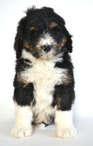 bernedoodle, bernedoodle puppies, bernedoodle breeders, bernedoodles, bernedoodle puppies, available bernedoodle puppies, available Bernedoodle puppies, tri colour bernedoodle,bernedoodle, bernedoodle, bernedoodle, bernedoodle, bernedoodles, bernedoodle puppies Ontario, bernedoodle, bernedooodle, bernedoodle, bernedoodle, bernedoodle, bernedoodle, bernedoodles, bernedoodle puppies, bernedoodle puppy, bernedoodle breeder in Canada, bernedoodle breeder in Ontario, bernedoodles, bernedoodles for sale, bernedoodles, Willow Brooke Bernedoodles, bernadoodles, available puppies, available Bernedoodle puppies, bernedoodles British Columbia, bernedoodles Alberta, bernedoodles Ontario, bernedoodles Toronto, bernedoodles Quebec, bernedoodles Nova Scotia, bernedoodles Newfoundland, bernedoodles New Brunswick, Bernese mountain dog, labradoodles, goldendoodles, bernedoodles, swiss ridge, swiss ridge kennel, swiss ridge bernedoodles, bernadoodles, berniedoodles, bernedoodles for sale, bernedoodles, bernedoodle, bernedoodle, bernedoodle, bernedoodle, bernedoodle, bernedoodle, bernedoodles, bernedoodles, bernedoodles, bernedoodle, bernedoodle puppy, bernedoodles Toronto, bernedoodles, bernedoodles, bernedoodle, bernedoodles, bernedoodle, bernedoodle, bernedoodle, bernedoodle, bernedoodle, bernedoodle, bernedoodles, bernedoodle, bernedoodles, bernedoodles, bernedoodles, Willow Brooke Bernedoodles, available Bernedoodle puppies, Bernedoodles Canada, bernedoodle, burnadoodle, berniedoodle, bernadoodle, bernadoodle, bernedoodle, bernedoodles, Bernedoodles, Bernese Mountain Dog, Poodle, Standard Poodle, Moyan Poodle, Mini Bernedoodle, Medium Bernedoodle, Standard Bernedoodle, Bernedoodles, bernedoodle, Bernedoodle Canada, bernedoodles bernedoodles bernedoodles, bernedoodles, Willow Brooke Bernedoodles, available bernedoodles, available Bernedoodles, Bernedoodles, bernedoodles, bernedoodle, bernedoodle, bernedoodles, bernedoodle, bernedoodle, bernedoodles, bernedoodle puppy, bernedoodle, bernedoodle, bernedoodles, bernedoodles, bernedoodle, bernedoodle, bernedoodles, bernedoodle puppies, bernedoodle breeder, Ontario bernedoodle puppies, bernedoodles for sale, available bernedoodle puppies, bernedoodle litters, bernedoodles in New York, bernedoodle, bernedoodle puppy, bernedoodle puppies, bernedoodles Ontario, bernedoodle, bernadoodle, bernadoodle