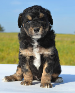 bernedoodles, bernedoodles, bernedoodle, bernedoodle, bernedoodle, bernedoodle, bernedoodle, bernedoodle puppies, bernedoodle breeders, bernedoodles, bernedoodle puppies, available bernedoodle puppies, available Bernedoodle puppies, tri colour bernedoodle,bernedoodle, bernedoodle, bernedoodle, bernedoodle, bernedoodles, bernedoodle puppies Ontario, bernedoodle, bernedooodle, bernedoodle, bernedoodle, bernedoodle, bernedoodle, bernedoodles, bernedoodle puppies, bernedoodle puppy, bernedoodle breeder in Canada, bernedoodle breeder in Ontario, bernedoodles, bernedoodles for sale, bernedoodles, Willow Brooke Bernedoodles, bernadoodles, available puppies, available Bernedoodle puppies, bernedoodles British Columbia, bernedoodles Alberta, bernedoodles Ontario, bernedoodles Toronto, bernedoodles Quebec, bernedoodles Nova Scotia, bernedoodles Newfoundland, bernedoodles New Brunswick, Bernese mountain dog, labradoodles, goldendoodles, bernedoodles, swiss ridge, swiss ridge kennel, swiss ridge bernedoodles, bernadoodles, berniedoodles, bernedoodles for sale, bernedoodles, bernedoodle, bernedoodle, bernedoodle, bernedoodle, bernedoodle, bernedoodle, bernedoodles, bernedoodles, bernedoodles, bernedoodle, bernedoodle puppy, bernedoodles Toronto, bernedoodles, bernedoodles, bernedoodle, bernedoodles, bernedoodle, bernedoodle, bernedoodle, bernedoodle, bernedoodle, bernedoodle, bernedoodles, bernedoodle, bernedoodles, bernedoodles, bernedoodles, Willow Brooke Bernedoodles, available Bernedoodle puppies, Bernedoodles Canada, bernedoodle, burnadoodle, berniedoodle, bernadoodle, bernadoodle, bernedoodle, bernedoodles, Bernedoodles, Bernese Mountain Dog, Poodle, Standard Poodle, Moyan Poodle, Mini Bernedoodle, Medium Bernedoodle, Standard Bernedoodle, Bernedoodles, bernedoodle, Bernedoodle Canada, bernedoodles bernedoodles bernedoodles, bernedoodles, Willow Brooke Bernedoodles, available bernedoodles, available Bernedoodles, Bernedoodles, bernedoodles, bernedoodle, bernedoodle, bernedoodles, bernedoodle, bernedoodle, bernedoodles, bernedoodle puppy, bernedoodle, bernedoodle, bernedoodles, bernedoodles, bernedoodle, bernedoodle, bernedoodles, bernedoodle puppies, bernedoodle breeder, Ontario bernedoodle puppies, bernedoodles for sale, available bernedoodle puppies, bernedoodle litters, bernedoodles in New York, bernedoodle, bernedoodle puppy, bernedoodle puppies, bernedoodles Ontario, bernedoodle, bernadoodle, bernadoodle, bernedoodles, bernedoodle puppies for sale, puppies for sale, bernedoodle, berniedoodle, bernedoodles in ontario, bernedoodles in Canada