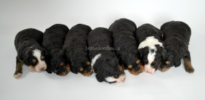 bernedoodle, bernedoodle puppies, bernedoodle breeders, bernedoodles, bernedoodle puppies, available bernedoodle puppies, available Bernedoodle puppies, tri colour bernedoodle,bernedoodle, bernedoodle, bernedoodle, bernedoodle, bernedoodles, bernedoodle puppies Ontario, bernedoodle, bernedooodle, bernedoodle, bernedoodle, bernedoodle, bernedoodle, bernedoodles, bernedoodle puppies, bernedoodle puppy, bernedoodle breeder in Canada, bernedoodle breeder in Ontario, bernedoodles, bernedoodles for sale, bernedoodles, Willow Brooke Bernedoodles, bernadoodles, available puppies, available Bernedoodle puppies, bernedoodles British Columbia, bernedoodles Alberta, bernedoodles Ontario, bernedoodles Toronto, bernedoodles Quebec, bernedoodles Nova Scotia, bernedoodles Newfoundland, bernedoodles New Brunswick, Bernese mountain dog, labradoodles, goldendoodles, bernedoodles, swiss ridge, swiss ridge kennel, swiss ridge bernedoodles, bernadoodles, berniedoodles, bernedoodles for sale, bernedoodles, bernedoodle, bernedoodle, bernedoodle, bernedoodle, bernedoodle, bernedoodle, bernedoodles, bernedoodles, bernedoodles, bernedoodle, bernedoodle puppy, bernedoodles Toronto, bernedoodles, bernedoodles, bernedoodle, bernedoodles, bernedoodle, bernedoodle, bernedoodle, bernedoodle, bernedoodle, bernedoodle, bernedoodles, bernedoodle, bernedoodles, bernedoodles, bernedoodles, Willow Brooke Bernedoodles, available Bernedoodle puppies, Bernedoodles Canada, bernedoodle, burnadoodle, berniedoodle, bernadoodle, bernadoodle, bernedoodle, bernedoodles, Bernedoodles, Bernese Mountain Dog, Poodle, Standard Poodle, Moyan Poodle, Mini Bernedoodle, Medium Bernedoodle, Standard Bernedoodle, Bernedoodles, bernedoodle, Bernedoodle Canada, bernedoodles bernedoodles bernedoodles, bernedoodles, Willow Brooke Bernedoodles, available bernedoodles, available Bernedoodles, Bernedoodles, bernedoodles, bernedoodle, bernedoodle, bernedoodles, bernedoodle, bernedoodle, bernedoodles, bernedoodle puppy, bernedoodle, bernedoodle, bernedoodles, bernedoodles, bernedoodle, bernedoodle, bernedoodles, bernedoodle puppies, bernedoodle breeder, Ontario bernedoodle puppies, bernedoodles for sale, available bernedoodle puppies, bernedoodle litters, bernedoodles in New York, bernedoodle, bernedoodle puppy, bernedoodle puppies, bernedoodles Ontario, bernedoodle, bernadoodle, bernadoodle