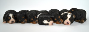 bernedoodle, bernedoodle puppies, bernedoodle breeders, bernedoodles, bernedoodle puppies, available bernedoodle puppies, available Bernedoodle puppies, tri colour bernedoodle,bernedoodle, bernedoodle, bernedoodle, bernedoodle, bernedoodles, bernedoodle puppies Ontario, bernedoodle, bernedooodle, bernedoodle, bernedoodle, bernedoodle, bernedoodle, bernedoodles, bernedoodle puppies, bernedoodle puppy, bernedoodle breeder in Canada, bernedoodle breeder in Ontario, bernedoodles, bernedoodles for sale, bernedoodles, Willow Brooke Bernedoodles, bernadoodles, available puppies, available Bernedoodle puppies, bernedoodles British Columbia, bernedoodles Alberta, bernedoodles Ontario, bernedoodles Toronto, bernedoodles Quebec, bernedoodles Nova Scotia, bernedoodles Newfoundland, bernedoodles New Brunswick, Bernese mountain dog, labradoodles, goldendoodles, bernedoodles, swiss ridge, swiss ridge kennel, swiss ridge bernedoodles, bernadoodles, berniedoodles, bernedoodles for sale, bernedoodles, bernedoodle, bernedoodle, bernedoodle, bernedoodle, bernedoodle, bernedoodle, bernedoodles, bernedoodles, bernedoodles, bernedoodle, bernedoodle puppy, bernedoodles Toronto, bernedoodles, bernedoodles, bernedoodle, bernedoodles, bernedoodle, bernedoodle, bernedoodle, bernedoodle, bernedoodle, bernedoodle, bernedoodles, bernedoodle, bernedoodles, bernedoodles, bernedoodles, Willow Brooke Bernedoodles, available Bernedoodle puppies, Bernedoodles Canada, bernedoodle, burnadoodle, berniedoodle, bernadoodle, bernadoodle, bernedoodle, bernedoodles, Bernedoodles, Bernese Mountain Dog, Poodle, Standard Poodle, Moyan Poodle, Mini Bernedoodle, Medium Bernedoodle, Standard Bernedoodle, Bernedoodles, bernedoodle, Bernedoodle Canada, bernedoodles bernedoodles bernedoodles, bernedoodles, Willow Brooke Bernedoodles, available bernedoodles, available Bernedoodles, Bernedoodles, bernedoodles, bernedoodle, bernedoodle, bernedoodles, bernedoodle, bernedoodle, bernedoodles, bernedoodle puppy, bernedoodle, bernedoodle, bernedoodles, bernedoodles, bernedoodle, bernedoodle, bernedoodles, bernedoodle puppies, bernedoodle breeder, Ontario bernedoodle puppies, bernedoodles for sale, available bernedoodle puppies, bernedoodle litters, bernedoodles in New York, bernedoodle, bernedoodle puppy, bernedoodle puppies, bernedoodles Ontario, bernedoodle, bernadoodle, bernadoodle