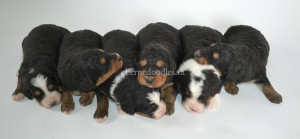 bernedoodle, bernedoodle puppies, bernedoodle breeders, bernedoodles, bernedoodle puppies, available bernedoodle puppies, available Bernedoodle puppies, tri colour bernedoodle,bernedoodle, bernedoodle, bernedoodle, bernedoodle, bernedoodles, bernedoodle puppies Ontario, bernedoodle, bernedooodle, bernedoodle, bernedoodle, bernedoodle, bernedoodle, bernedoodles, bernedoodle puppies, bernedoodle puppy, bernedoodle breeder in Canada, bernedoodle breeder in Ontario, bernedoodles, bernedoodles for sale, bernedoodles, Willow Brooke Bernedoodles, bernadoodles, available puppies, available Bernedoodle puppies, bernedoodles British Columbia, bernedoodles Alberta, bernedoodles Ontario, bernedoodles Toronto, bernedoodles Quebec, bernedoodles Nova Scotia, bernedoodles Newfoundland, bernedoodles New Brunswick, Bernese mountain dog, labradoodles, goldendoodles, bernedoodles, swiss ridge, swiss ridge kennel, swiss ridge bernedoodles, bernadoodles, berniedoodles, bernedoodles for sale, bernedoodles, bernedoodle, bernedoodle, bernedoodle, bernedoodle, bernedoodle, bernedoodle, bernedoodles, bernedoodles, bernedoodles, bernedoodle, bernedoodle puppy, bernedoodles Toronto, bernedoodles, bernedoodles, bernedoodle, bernedoodles, bernedoodle, bernedoodle, bernedoodle, bernedoodle, bernedoodle, bernedoodle, bernedoodles, bernedoodle, bernedoodles, bernedoodles, bernedoodles, Willow Brooke Bernedoodles, available Bernedoodle puppies, Bernedoodles Canada, bernedoodle, burnadoodle, berniedoodle, bernadoodle, bernadoodle, bernedoodle, bernedoodles, Bernedoodles, Bernese Mountain Dog, Poodle, Standard Poodle, Moyan Poodle, Mini Bernedoodle, Medium Bernedoodle, Standard Bernedoodle, Bernedoodles, bernedoodle, Bernedoodle Canada, bernedoodles bernedoodles bernedoodles, bernedoodles, Willow Brooke Bernedoodles, available bernedoodles, available Bernedoodles, Bernedoodles, bernedoodles, bernedoodle, bernedoodle, bernedoodles, bernedoodle, bernedoodle, bernedoodles, bernedoodle puppy, bernedoodle, bernedoodle, bernedoodles, bernedoodles, bernedoodle, bernedoodle, bernedoodles, bernedoodle puppies, bernedoodle breeder, Ontario bernedoodle puppies, bernedoodles for sale, available bernedoodle puppies, bernedoodle litters, bernedoodles in New York, bernedoodle, bernedoodle puppy, bernedoodle puppies, bernedoodles Ontario, bernedoodle, bernadoodle, bernadoodle