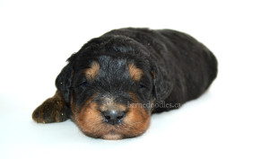 bernedoodle, bernedoodle puppies, bernedoodle breeders, bernedoodles, bernedoodle puppies, available bernedoodle puppies, available Bernedoodle puppies, tri colour bernedoodle,bernedoodle, bernedoodle, bernedoodle, bernedoodle, bernedoodles, bernedoodle puppies Ontario, bernedoodle, bernedooodle, bernedoodle, bernedoodle, bernedoodle, bernedoodle, bernedoodles, bernedoodle puppies, bernedoodle puppy, bernedoodle breeder in Canada, bernedoodle breeder in Ontario, bernedoodles, bernedoodles for sale, bernedoodles, Willow Brooke Bernedoodles, bernadoodles, available puppies, available Bernedoodle puppies, bernedoodles British Columbia, bernedoodles Alberta, bernedoodles Ontario, bernedoodles Toronto, bernedoodles Quebec, bernedoodles Nova Scotia, bernedoodles Newfoundland, bernedoodles New Brunswick, Bernese mountain dog, labradoodles, goldendoodles, bernedoodles, swiss ridge, swiss ridge kennel, swiss ridge bernedoodles, bernadoodles, berniedoodles, bernedoodles for sale, bernedoodles, bernedoodle, bernedoodle, bernedoodle, bernedoodle, bernedoodle, bernedoodle, bernedoodles, bernedoodles, bernedoodles, bernedoodle, bernedoodle puppy, bernedoodles Toronto, bernedoodles, bernedoodles, bernedoodle, bernedoodles, bernedoodle, bernedoodle, bernedoodle, bernedoodle, bernedoodle, bernedoodle, bernedoodles, bernedoodle, bernedoodles, bernedoodles, bernedoodles, Willow Brooke Bernedoodles, available Bernedoodle puppies, Bernedoodles Canada, bernedoodle, burnadoodle, berniedoodle, bernadoodle, bernadoodle, bernedoodle, bernedoodles, Bernedoodles, Bernese Mountain Dog, Poodle, Standard Poodle, Moyan Poodle, Mini Bernedoodle, Medium Bernedoodle, Standard Bernedoodle, Bernedoodles, bernedoodle, Bernedoodle Canada, bernedoodles bernedoodles bernedoodles, bernedoodles, Willow Brooke Bernedoodles, available bernedoodles, available Bernedoodles, Bernedoodles, bernedoodles, bernedoodle, bernedoodle, bernedoodles, bernedoodle, bernedoodle, bernedoodles, bernedoodle puppy, bernedoodle, bernedoodle, bernedoodles, bernedoodles, bernedoodle, bernedoodle, bernedoodles, bernedoodle puppies, bernedoodle breeder, Ontario bernedoodle puppies, bernedoodles for sale, available bernedoodle puppies, bernedoodle litters, bernedoodles in New York, bernedoodle, bernedoodle puppy, bernedoodle puppies, bernedoodles Ontario, bernedoodle, bernadoodle, bernadoodle