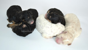 bernedoodle, bernedoodle puppies, bernedoodle breeders, bernedoodles, bernedoodle puppies, available bernedoodle puppies, available Bernedoodle puppies, tri colour bernedoodle,bernedoodle, bernedoodle, bernedoodle, bernedoodle, bernedoodles, bernedoodle puppies Ontario, bernedoodle, bernedooodle, bernedoodle, bernedoodle, bernedoodle, bernedoodle, bernedoodles, bernedoodle puppies, bernedoodle puppy, bernedoodle breeder in Canada, bernedoodle breeder in Ontario, bernedoodles, bernedoodles for sale, bernedoodles, Willow Brooke Bernedoodles, bernadoodles, available puppies, available Bernedoodle puppies, bernedoodles British Columbia, bernedoodles Alberta, bernedoodles Ontario, bernedoodles Toronto, bernedoodles Quebec, bernedoodles Nova Scotia, bernedoodles Newfoundland, bernedoodles New Brunswick, Bernese mountain dog, labradoodles, goldendoodles, bernedoodles, swiss ridge, swiss ridge kennel, swiss ridge bernedoodles, bernadoodles, berniedoodles, bernedoodles for sale, bernedoodles, bernedoodle, bernedoodle, bernedoodle, bernedoodle, bernedoodle, bernedoodle, bernedoodles, bernedoodles, bernedoodles, bernedoodle, bernedoodle puppy, bernedoodles Toronto, bernedoodles, bernedoodles, bernedoodle, bernedoodles, bernedoodle, bernedoodle, bernedoodle, bernedoodle, bernedoodle, bernedoodle, bernedoodles, bernedoodle, bernedoodles, bernedoodles, bernedoodles, Willow Brooke Bernedoodles, available Bernedoodle puppies, Bernedoodles Canada, bernedoodle, burnadoodle, berniedoodle, bernadoodle, bernadoodle, bernedoodle, bernedoodles, Bernedoodles, Bernese Mountain Dog, Poodle, Standard Poodle, Moyan Poodle, Mini Bernedoodle, Medium Bernedoodle, Standard Bernedoodle, Bernedoodles, bernedoodle, Bernedoodle Canada, bernedoodles bernedoodles bernedoodles, bernedoodles, Willow Brooke Bernedoodles, available bernedoodles, available Bernedoodles, Bernedoodles, bernedoodles, bernedoodle, bernedoodle, bernedoodles, bernedoodle, bernedoodle, bernedoodles, bernedoodle puppy, bernedoodle, bernedoodle, bernedoodles, bernedoodles, bernedoodle, bernedoodle, bernedoodles, bernedoodle puppies, bernedoodle breeder, Ontario bernedoodle puppies, bernedoodles for sale, available bernedoodle puppies, bernedoodle litters, bernedoodles in New York, bernedoodle, bernedoodle puppy, bernedoodle puppies, bernedoodles Ontario, bernedoodle, bernadoodle, bernadoodle