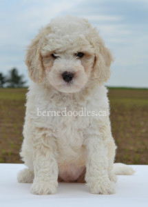 bernedoodles, bernedoodles, bernedoodle, bernedoodle, bernedoodle, bernedoodle, bernedoodle, bernedoodle puppies, bernedoodle breeders, bernedoodles, bernedoodle puppies, available bernedoodle puppies, available Bernedoodle puppies, tri colour bernedoodle,bernedoodle, bernedoodle, bernedoodle, bernedoodle, bernedoodles, bernedoodle puppies Ontario, bernedoodle, bernedooodle, bernedoodle, bernedoodle, bernedoodle, bernedoodle, bernedoodles, bernedoodle puppies, bernedoodle puppy, bernedoodle breeder in Canada, bernedoodle breeder in Ontario, bernedoodles, bernedoodles for sale, bernedoodles, Willow Brooke Bernedoodles, bernadoodles, available puppies, available Bernedoodle puppies, bernedoodles British Columbia, bernedoodles Alberta, bernedoodles Ontario, bernedoodles Toronto, bernedoodles Quebec, bernedoodles Nova Scotia, bernedoodles Newfoundland, bernedoodles New Brunswick, Bernese mountain dog, labradoodles, goldendoodles, bernedoodles, swiss ridge, swiss ridge kennel, swiss ridge bernedoodles, bernadoodles, berniedoodles, bernedoodles for sale, bernedoodles, bernedoodle, bernedoodle, bernedoodle, bernedoodle, bernedoodle, bernedoodle, bernedoodles, bernedoodles, bernedoodles, bernedoodle, bernedoodle puppy, bernedoodles Toronto, bernedoodles, bernedoodles, bernedoodle, bernedoodles, bernedoodle, bernedoodle, bernedoodle, bernedoodle, bernedoodle, bernedoodle, bernedoodles, bernedoodle, bernedoodles, bernedoodles, bernedoodles, Willow Brooke Bernedoodles, available Bernedoodle puppies, Bernedoodles Canada, bernedoodle, burnadoodle, berniedoodle, bernadoodle, bernadoodle, bernedoodle, bernedoodles, Bernedoodles, Bernese Mountain Dog, Poodle, Standard Poodle, Moyan Poodle, Mini Bernedoodle, Medium Bernedoodle, Standard Bernedoodle, Bernedoodles, bernedoodle, Bernedoodle Canada, bernedoodles bernedoodles bernedoodles, bernedoodles, Willow Brooke Bernedoodles, available bernedoodles, available Bernedoodles, Bernedoodles, bernedoodles, bernedoodle, bernedoodle, bernedoodles, bernedoodle, bernedoodle, bernedoodles, bernedoodle puppy, bernedoodle, bernedoodle, bernedoodles, bernedoodles, bernedoodle, bernedoodle, bernedoodles, bernedoodle puppies, bernedoodle breeder, Ontario bernedoodle puppies, bernedoodles for sale, available bernedoodle puppies, bernedoodle litters, bernedoodles in New York, bernedoodle, bernedoodle puppy, bernedoodle puppies, bernedoodles Ontario, bernedoodle, bernadoodle, bernadoodle, bernedoodles, bernedoodle puppies for sale, puppies for sale, bernedoodle, berniedoodle, bernedoodles in ontario, bernedoodles in Canada