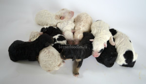 bernedoodle, bernedoodle puppies, bernedoodle breeders, bernedoodles, bernedoodle puppies, available bernedoodle puppies, available Bernedoodle puppies, tri colour bernedoodle,bernedoodle, bernedoodle, bernedoodle, bernedoodle, bernedoodles, bernedoodle puppies Ontario, bernedoodle, bernedooodle, bernedoodle, bernedoodle, bernedoodle, bernedoodle, bernedoodles, bernedoodle puppies, bernedoodle puppy, bernedoodle breeder in Canada, bernedoodle breeder in Ontario, bernedoodles, bernedoodles for sale, bernedoodles, Willow Brooke Bernedoodles, bernadoodles, available puppies, available Bernedoodle puppies, bernedoodles British Columbia, bernedoodles Alberta, bernedoodles Ontario, bernedoodles Toronto, bernedoodles Quebec, bernedoodles Nova Scotia, bernedoodles Newfoundland, bernedoodles New Brunswick, Bernese mountain dog, labradoodles, goldendoodles, bernedoodles, swiss ridge, swiss ridge kennel, swiss ridge bernedoodles, bernadoodles, berniedoodles, bernedoodles for sale, bernedoodles, bernedoodle, bernedoodle, bernedoodle, bernedoodle, bernedoodle, bernedoodle, bernedoodles, bernedoodles, bernedoodles, bernedoodle, bernedoodle puppy, bernedoodles Toronto, bernedoodles, bernedoodles, bernedoodle, bernedoodles, bernedoodle, bernedoodle, bernedoodle, bernedoodle, bernedoodle, bernedoodle, bernedoodles, bernedoodle, bernedoodles, bernedoodles, bernedoodles, Willow Brooke Bernedoodles, available Bernedoodle puppies, Bernedoodles Canada, bernedoodle, burnadoodle, berniedoodle, bernadoodle, bernadoodle, bernedoodle, bernedoodles, Bernedoodles, Bernese Mountain Dog, Poodle, Standard Poodle, Moyan Poodle, Mini Bernedoodle, Medium Bernedoodle, Standard Bernedoodle, Bernedoodles, bernedoodle, Bernedoodle Canada, bernedoodles bernedoodles bernedoodles, bernedoodles, Willow Brooke Bernedoodles, available bernedoodles, available Bernedoodles, Bernedoodles, bernedoodles, bernedoodle, bernedoodle, bernedoodles, bernedoodle, bernedoodle, bernedoodles, bernedoodle puppy, bernedoodle, bernedoodle, bernedoodles, bernedoodles, bernedoodle, bernedoodle, bernedoodles, bernedoodle puppies, bernedoodle breeder, Ontario bernedoodle puppies, bernedoodles for sale, available bernedoodle puppies, bernedoodle litters, bernedoodles in New York, bernedoodle, bernedoodle puppy, bernedoodle puppies, bernedoodles Ontario, bernedoodle, bernadoodle, bernadoodle